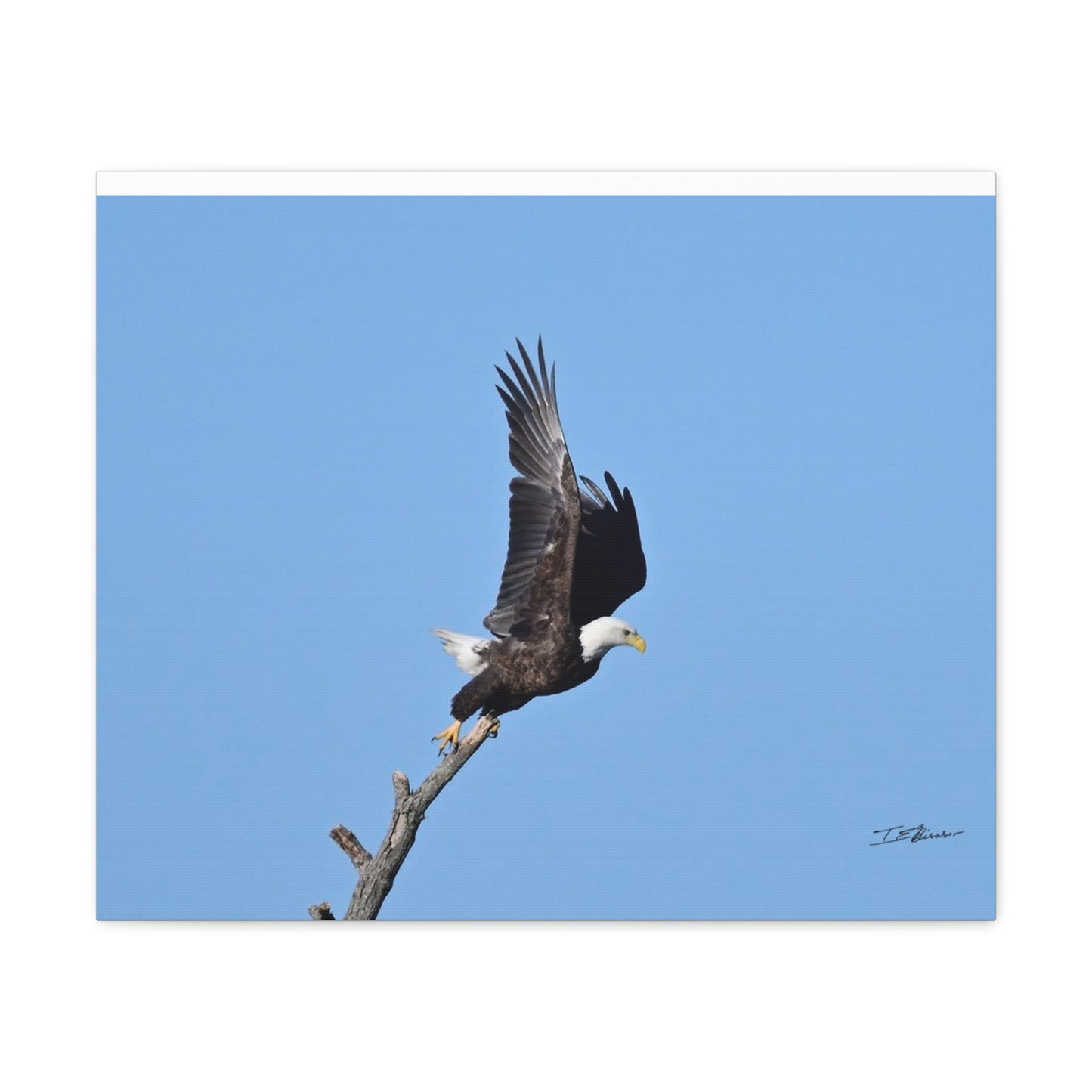 Majestic Bald Eagle Photograph on Canvas