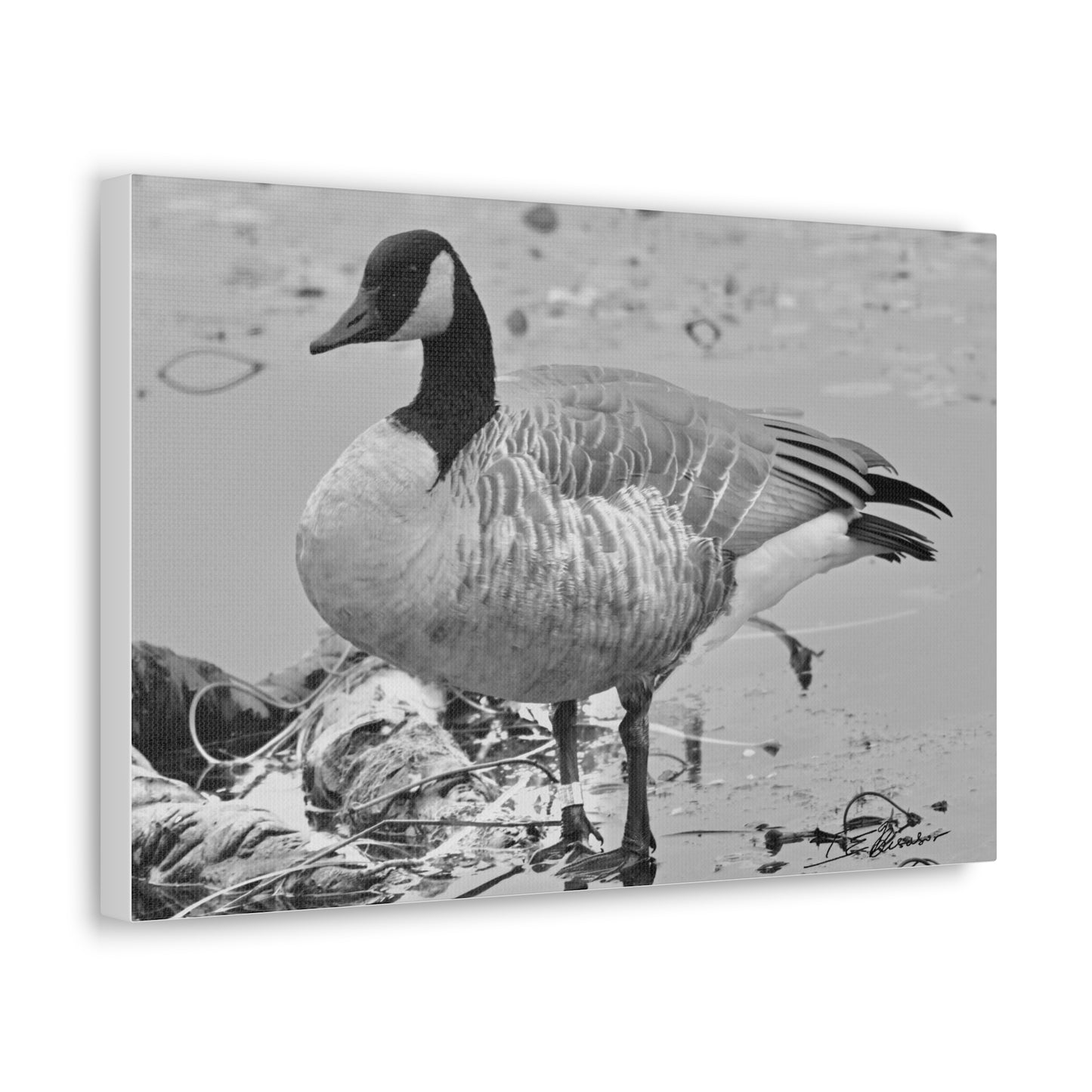 Black and White Photograph of a Banded Goose on Canvas