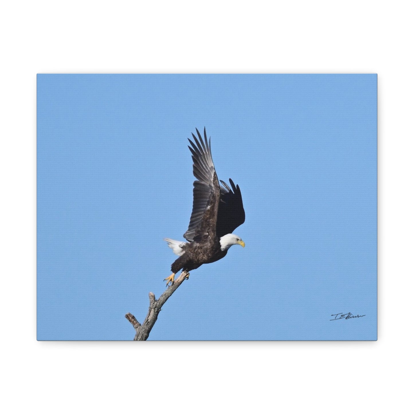 Majestic Bald Eagle Photograph on Canvas
