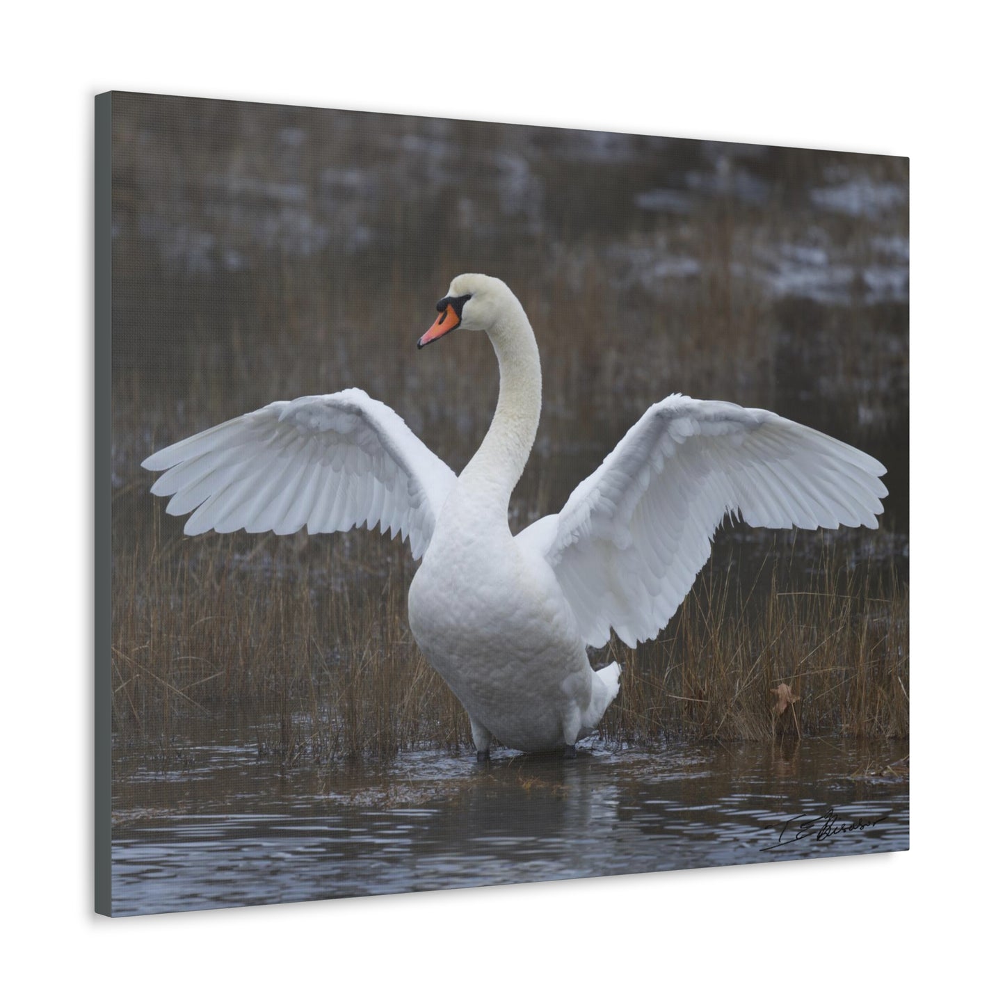Amazing Swan Photograph on Canvas