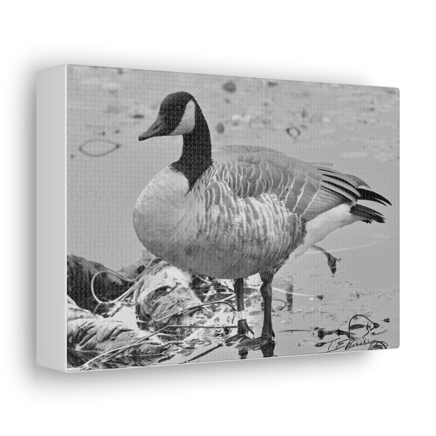 Black and White Photograph of a Banded Goose on Canvas