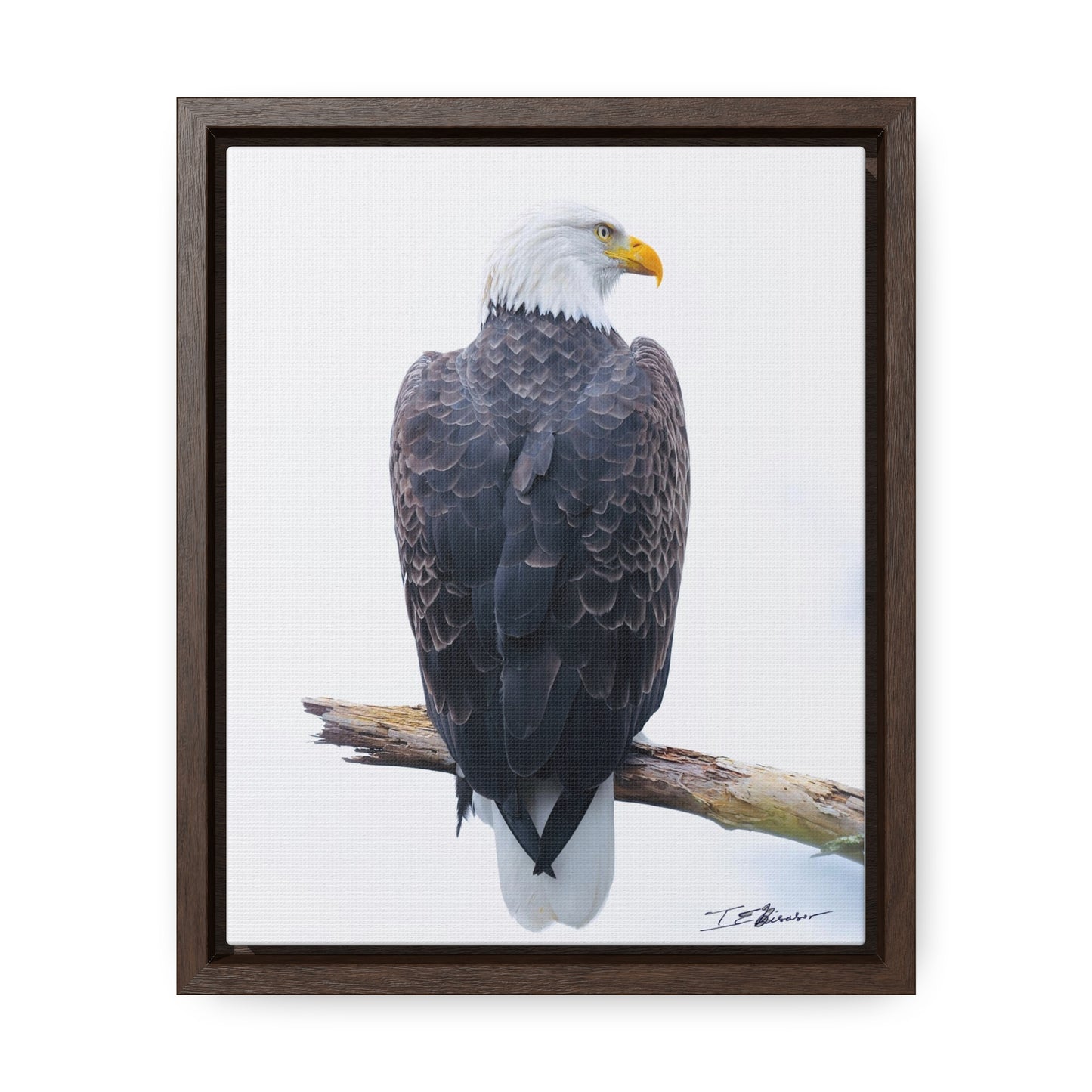 Majestic Bald Eagle Photograph on Canvas