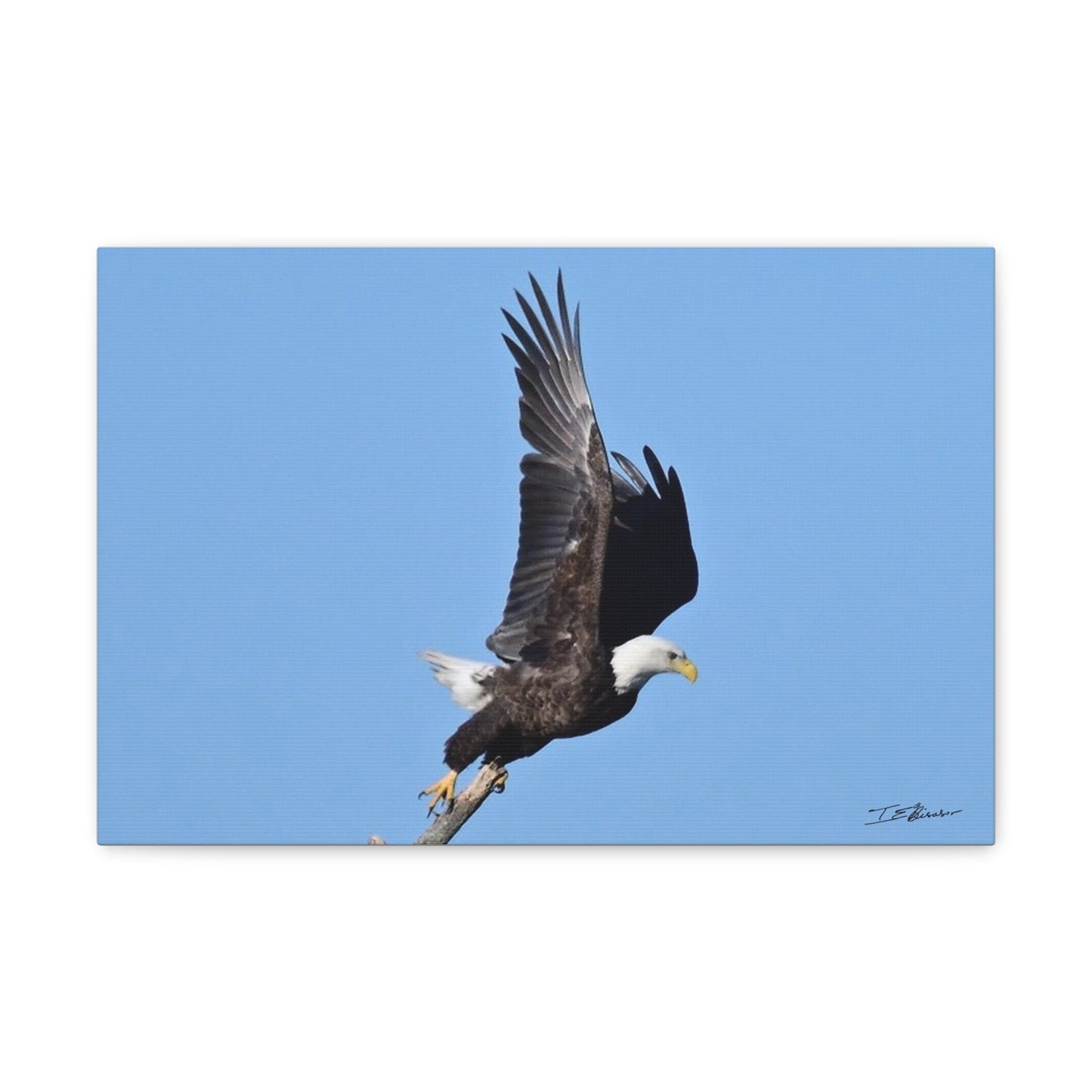 Majestic Bald Eagle Photograph on Canvas