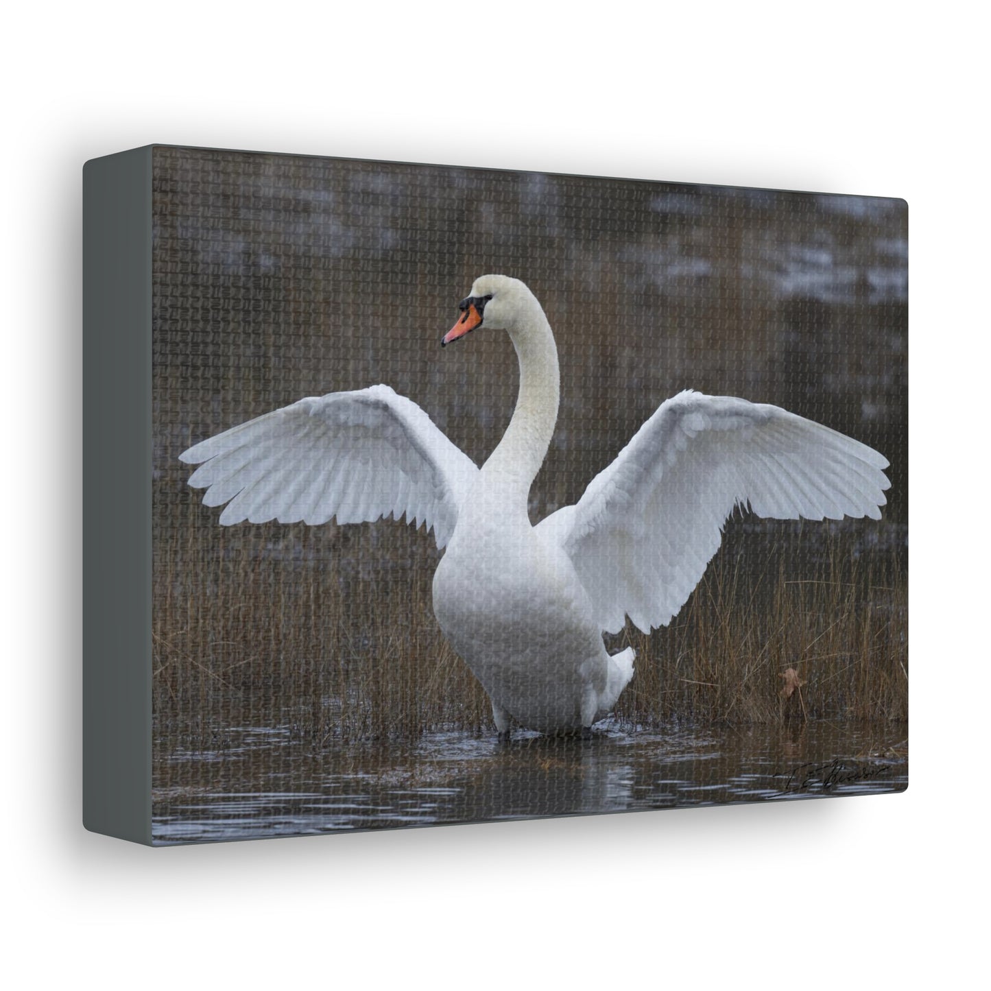 Amazing Swan Photograph on Canvas