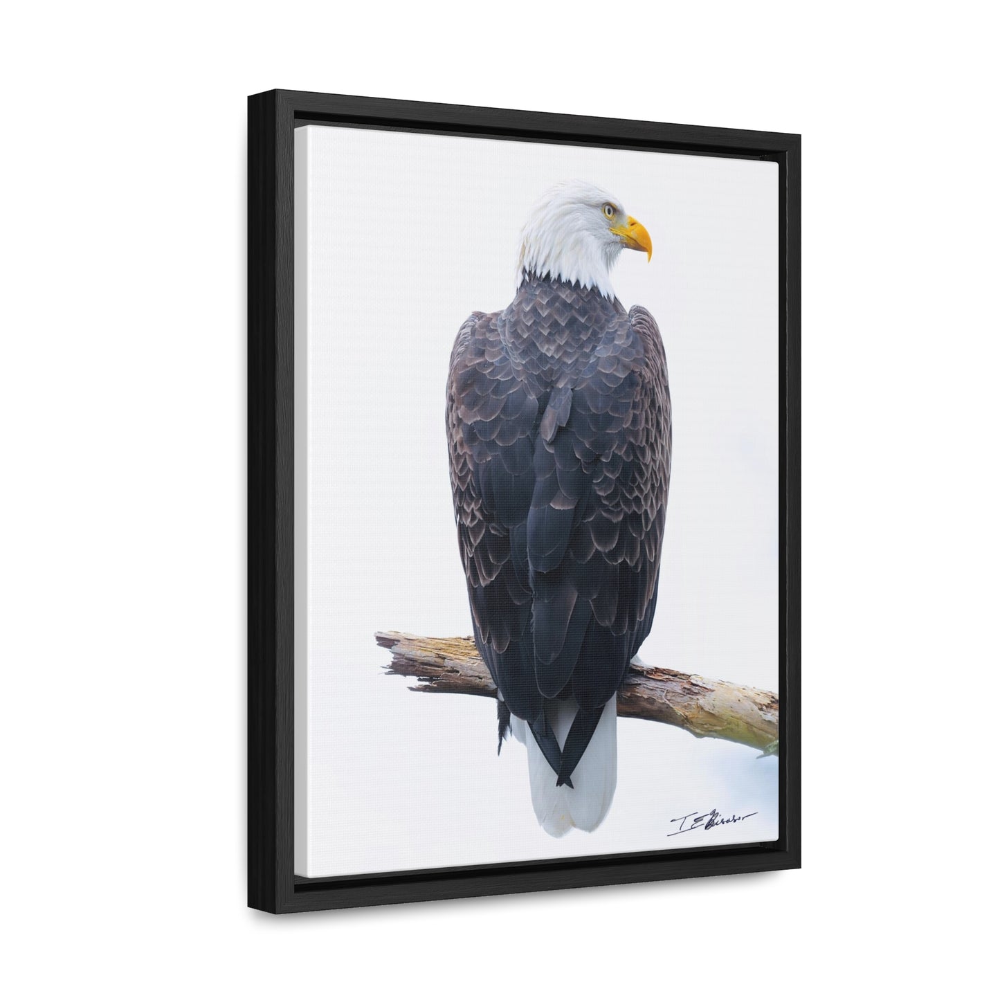 Majestic Bald Eagle Photograph on Canvas