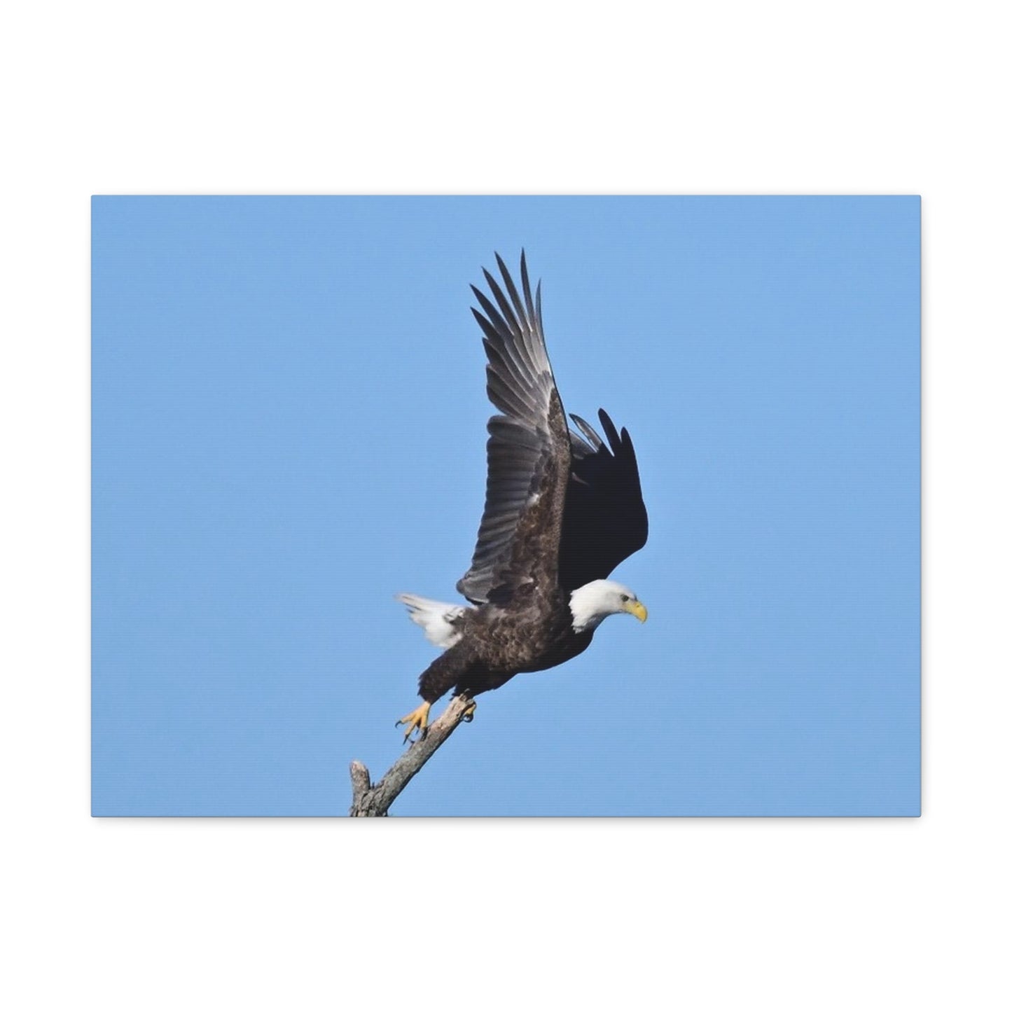 Majestic Bald Eagle Photograph on Canvas