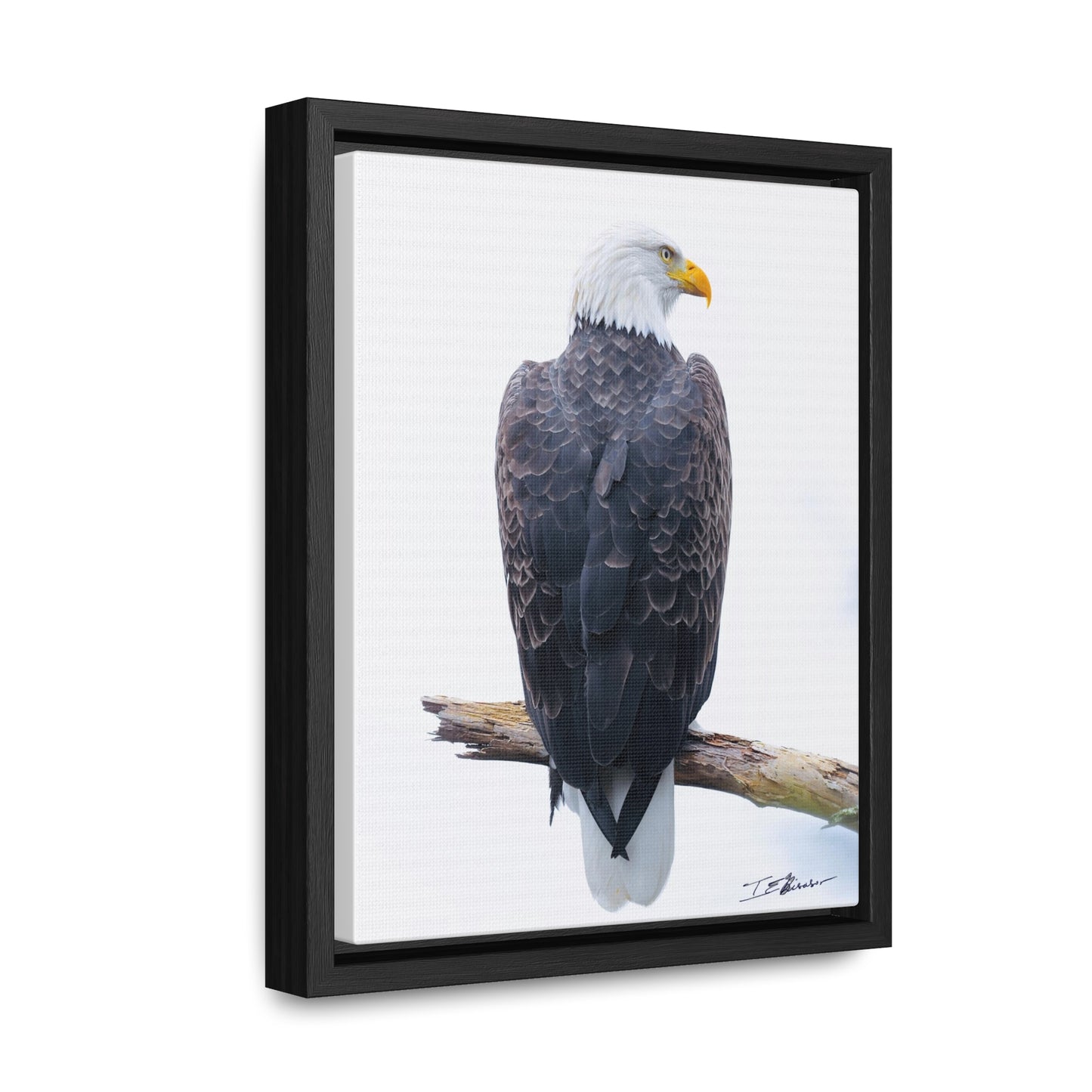Majestic Bald Eagle Photograph on Canvas