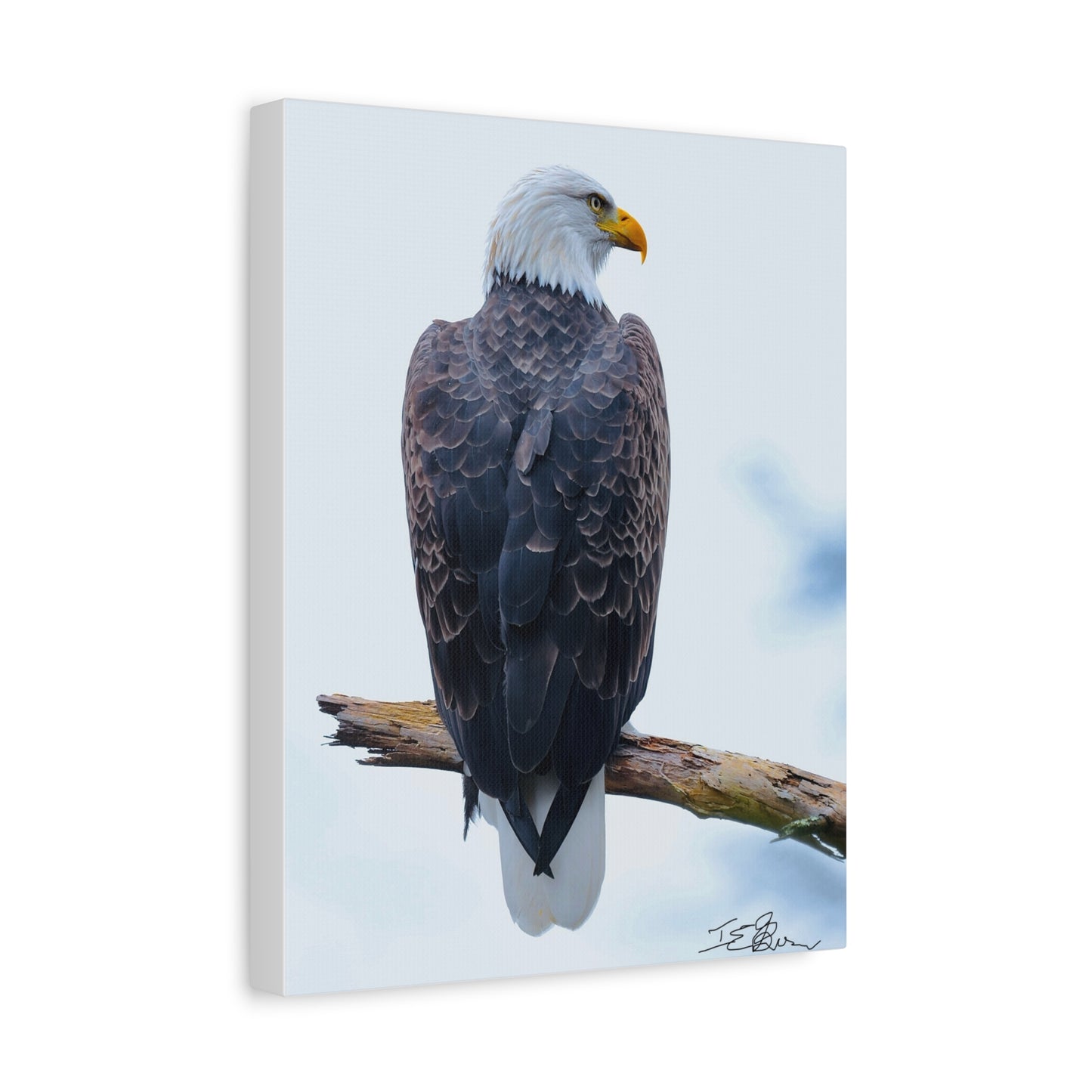 Beautiful Eagle Matte Canvas Wall Art - Nature Decor for Bird and Wildlife Lovers