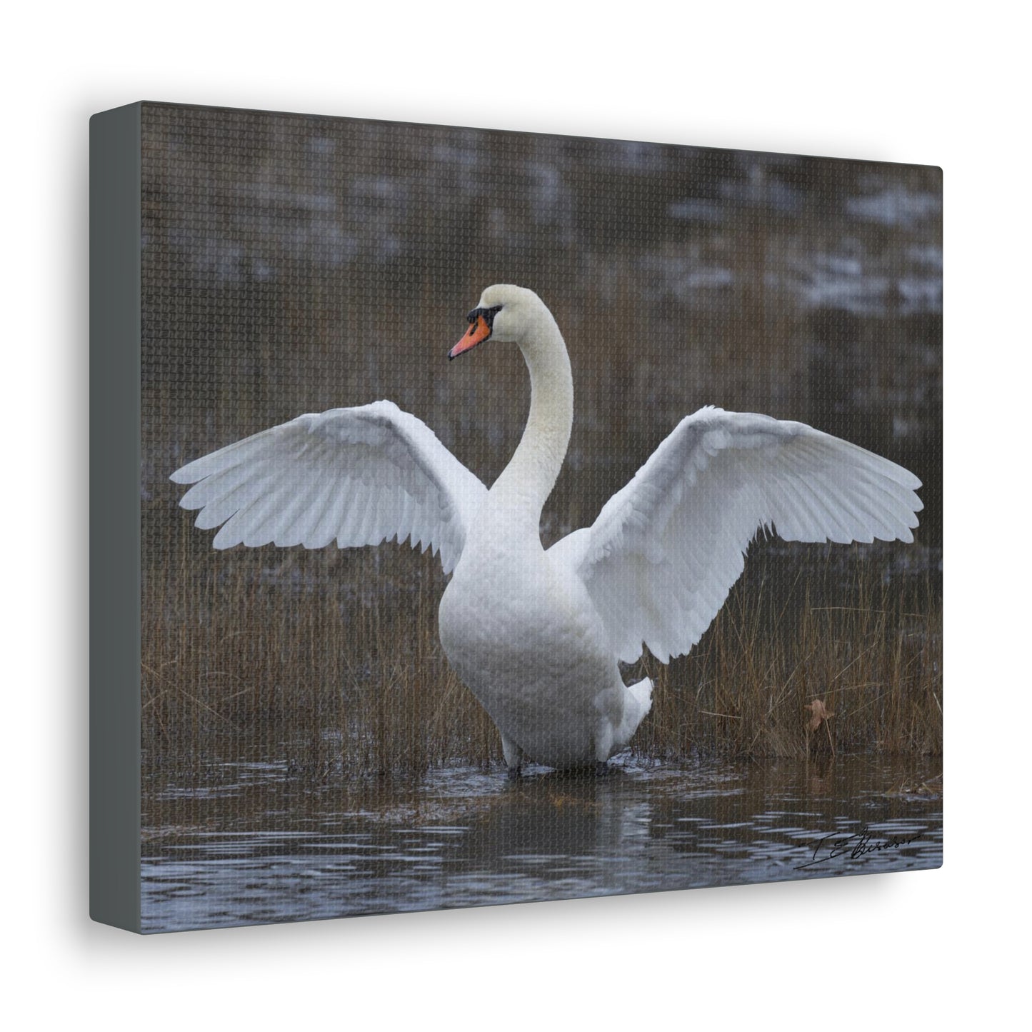 Amazing Swan Photograph on Canvas