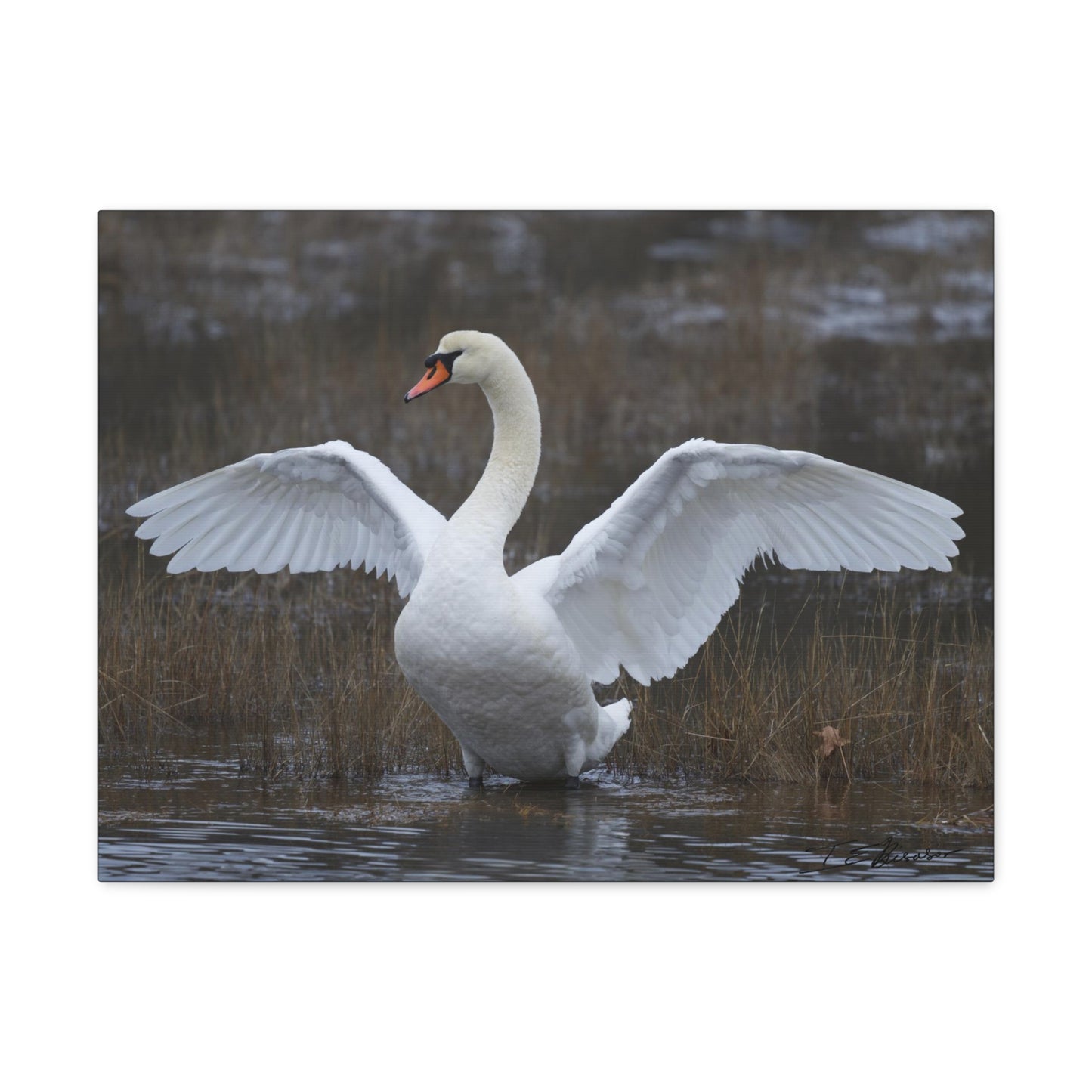 Amazing Swan Photograph on Canvas