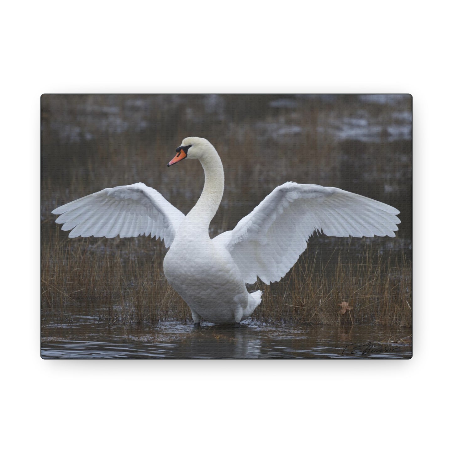 Amazing Swan Photograph on Canvas