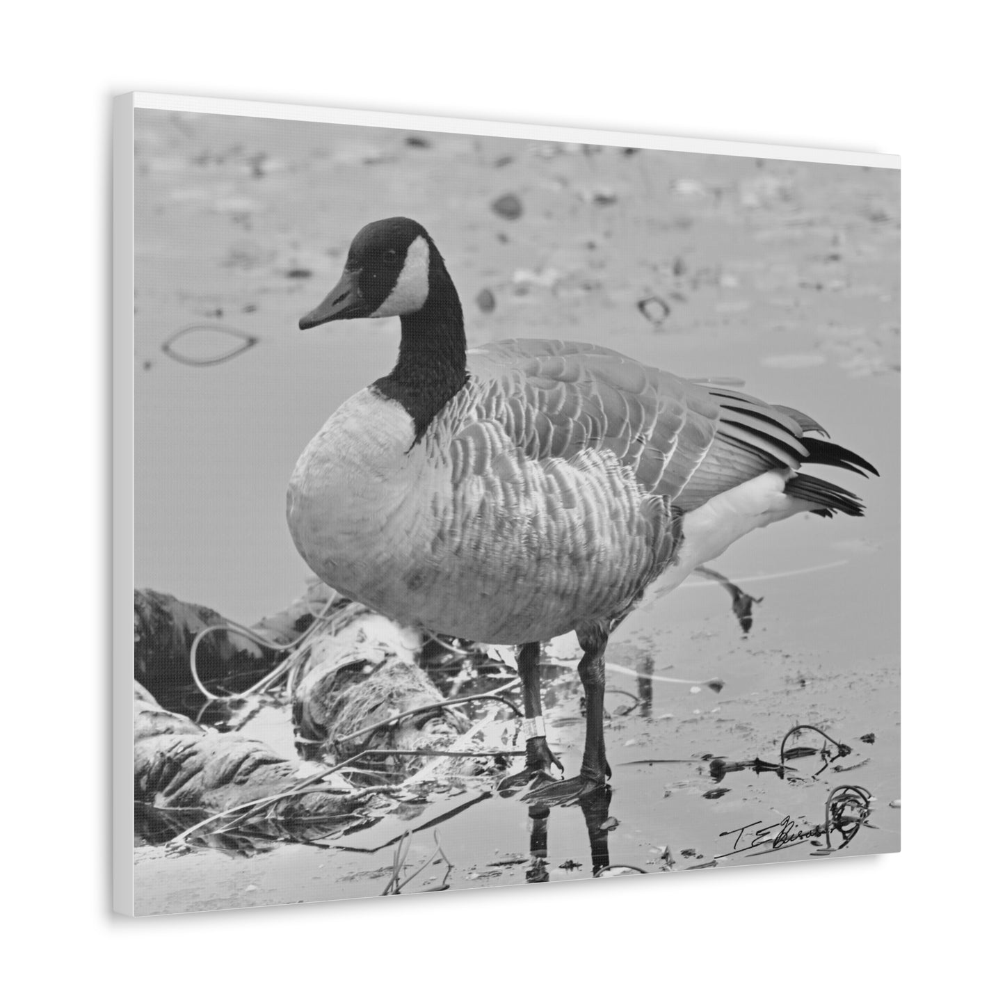 Black and White Photograph of a Banded Goose on Canvas