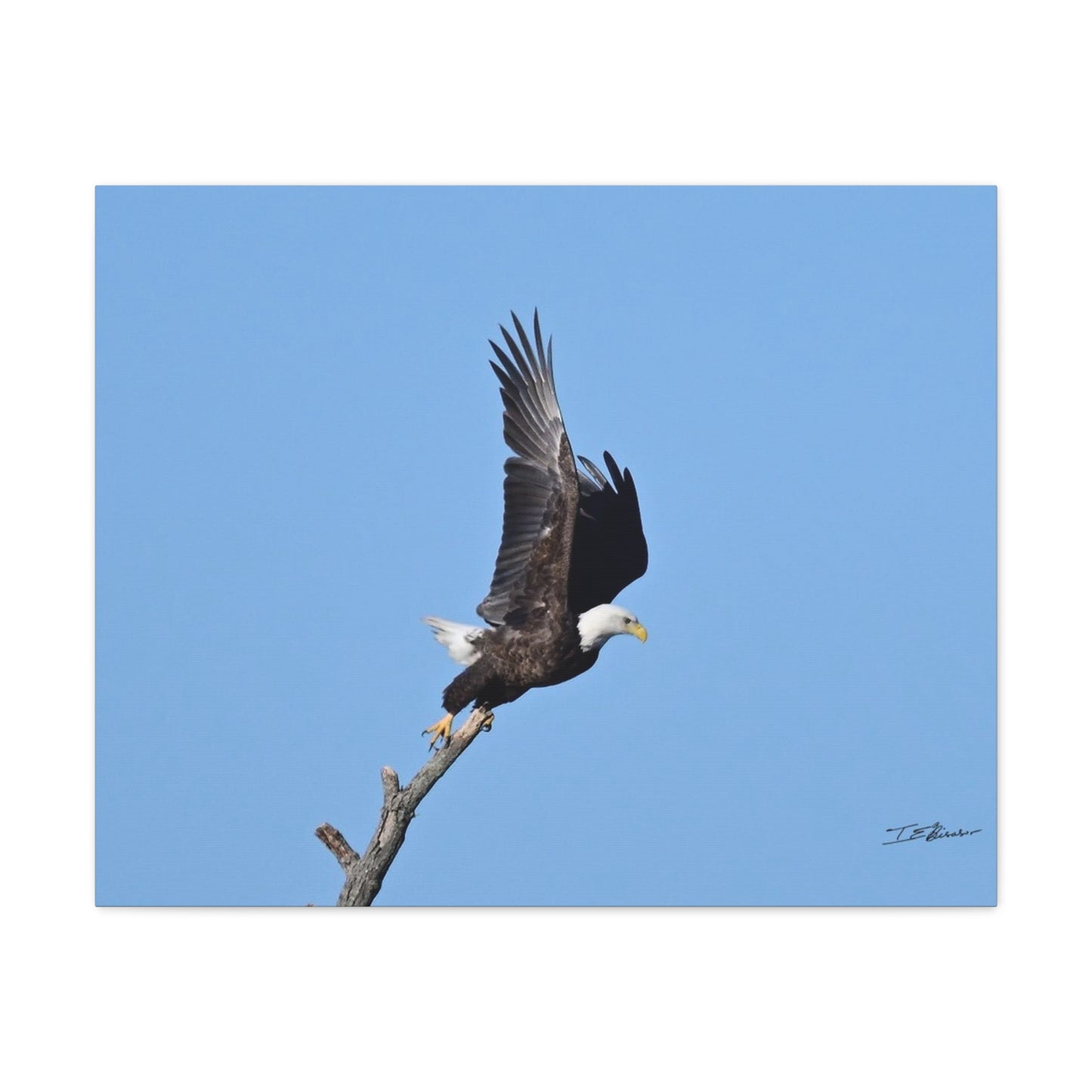 Majestic Bald Eagle Photograph on Canvas