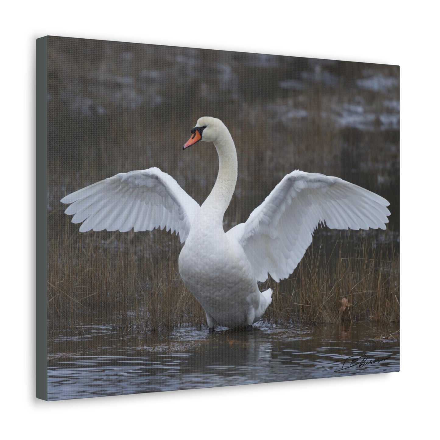 Amazing Swan Photograph on Canvas