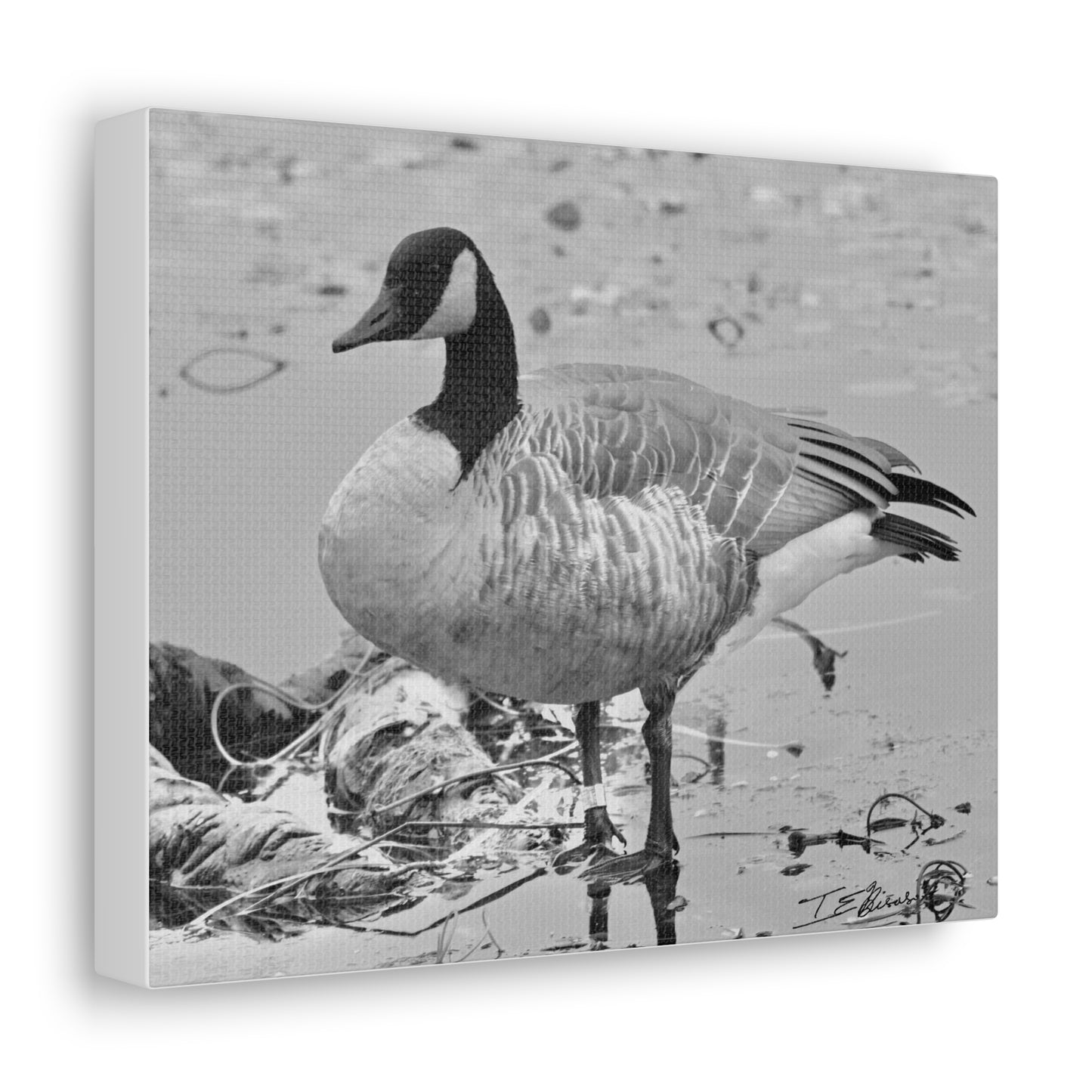 Black and White Photograph of a Banded Goose on Canvas
