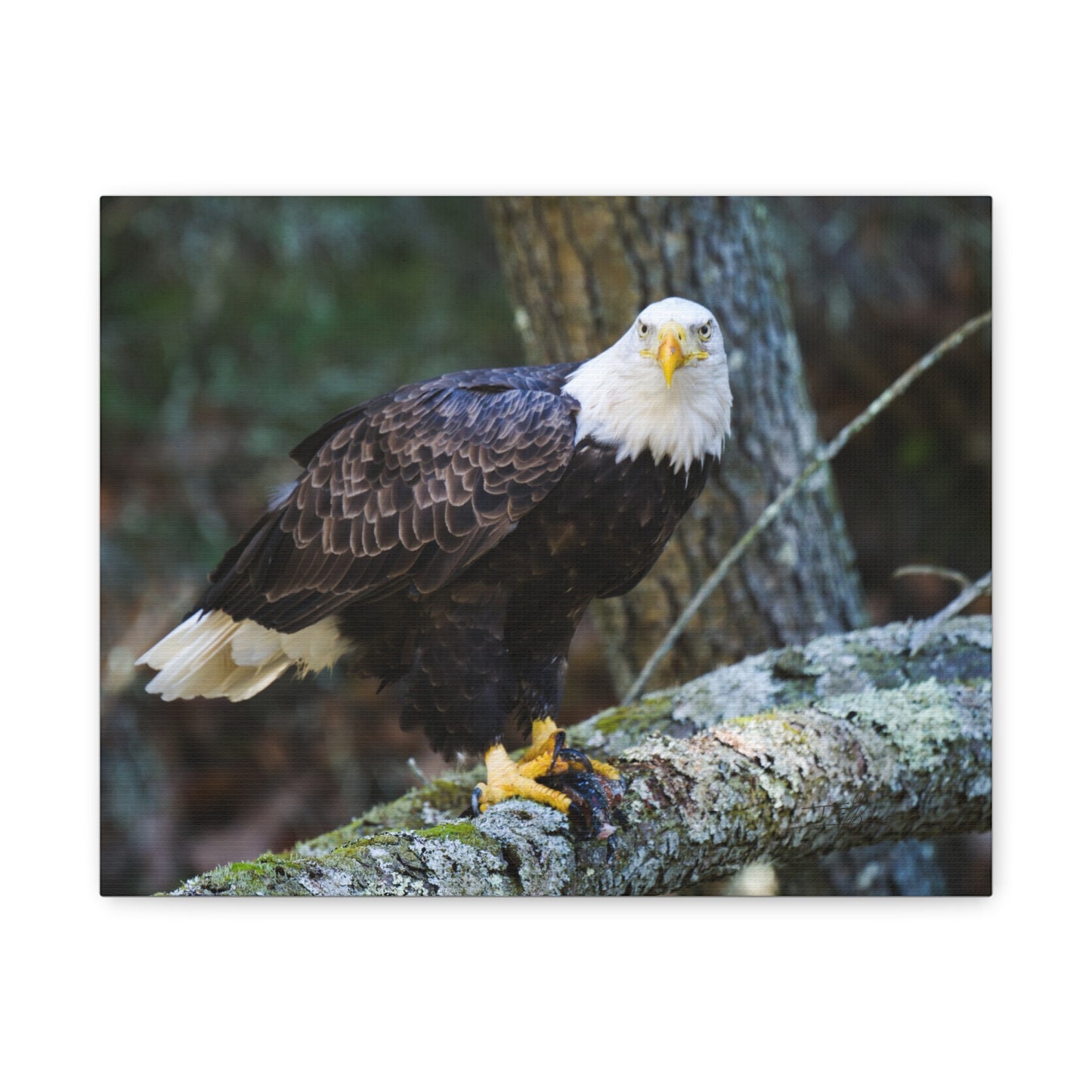 Bald Eagle Canvas Wall Art - Nature Decor for Wildlife Lovers