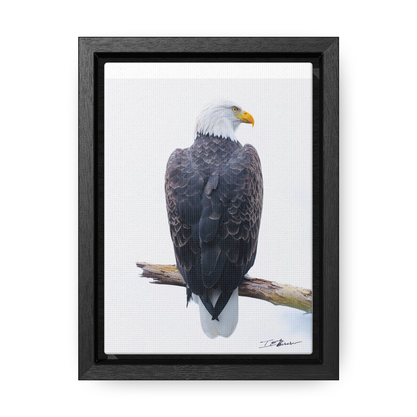 Majestic Bald Eagle Photograph on Canvas