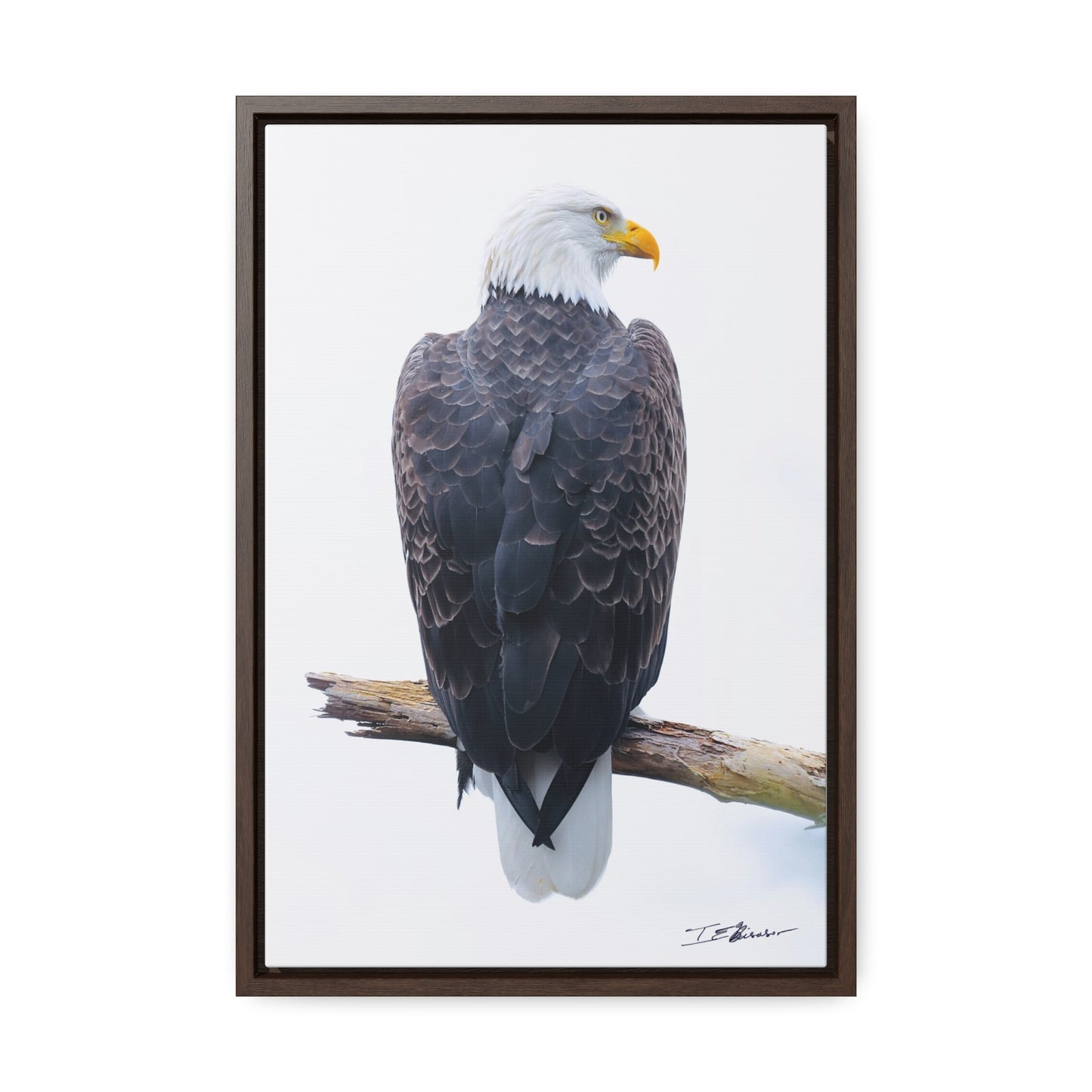 Majestic Bald Eagle Photograph on Canvas