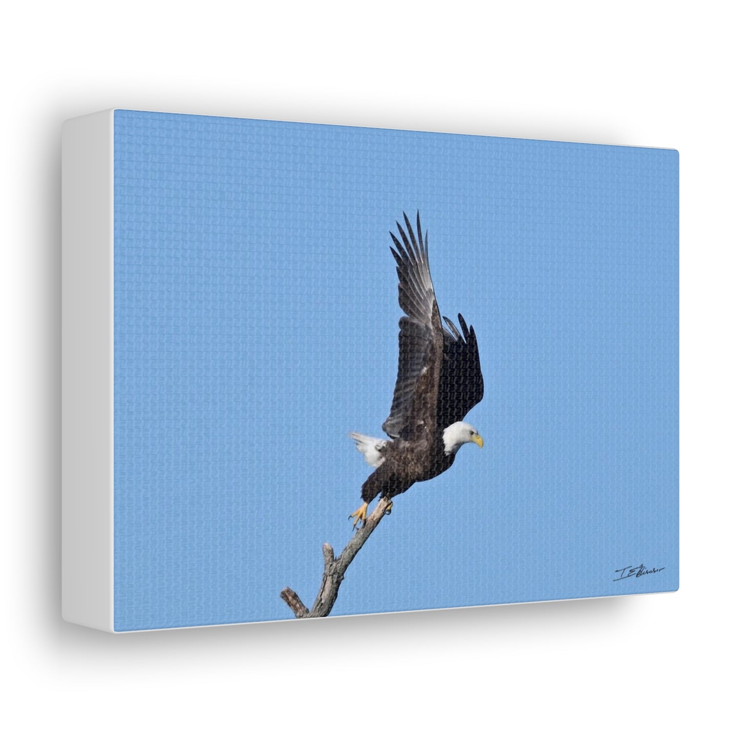 Majestic Bald Eagle Photograph on Canvas