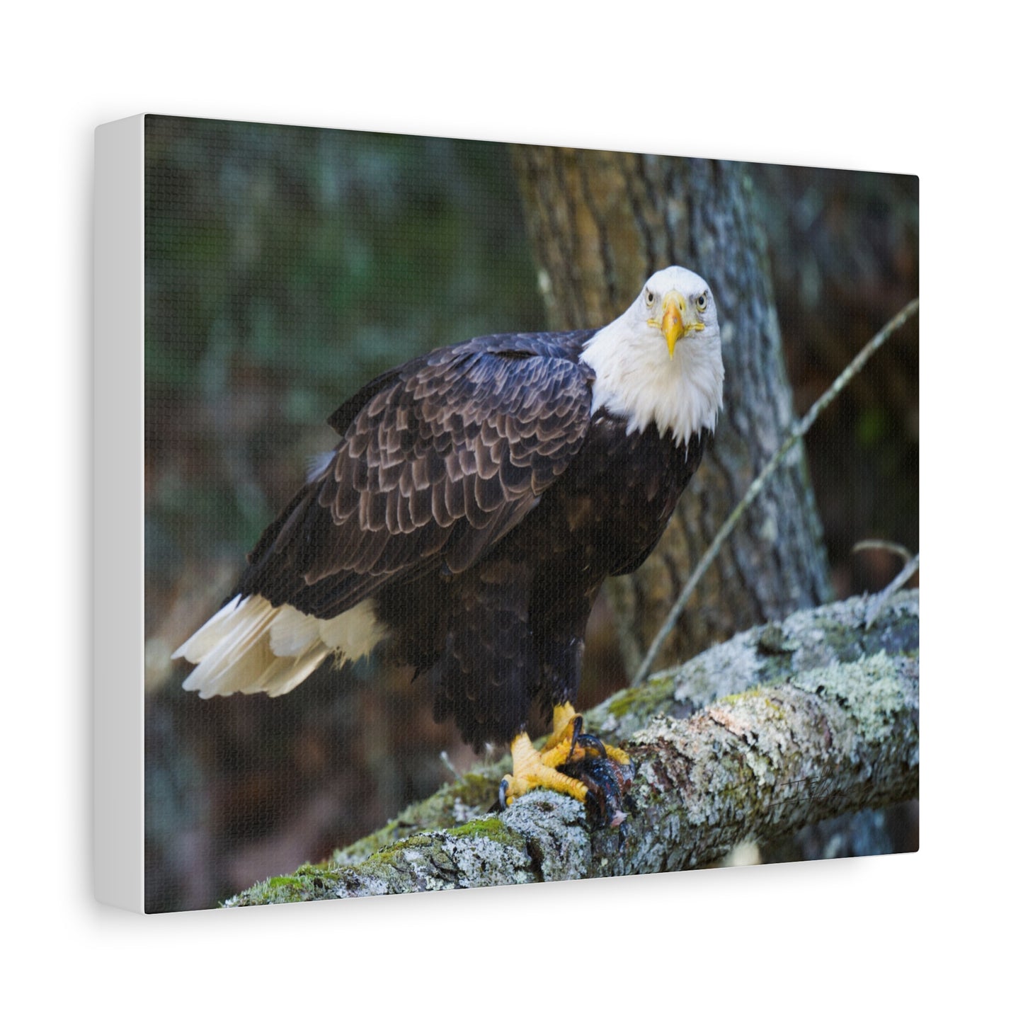 Bald Eagle Canvas Wall Art - Nature Decor for Wildlife Lovers