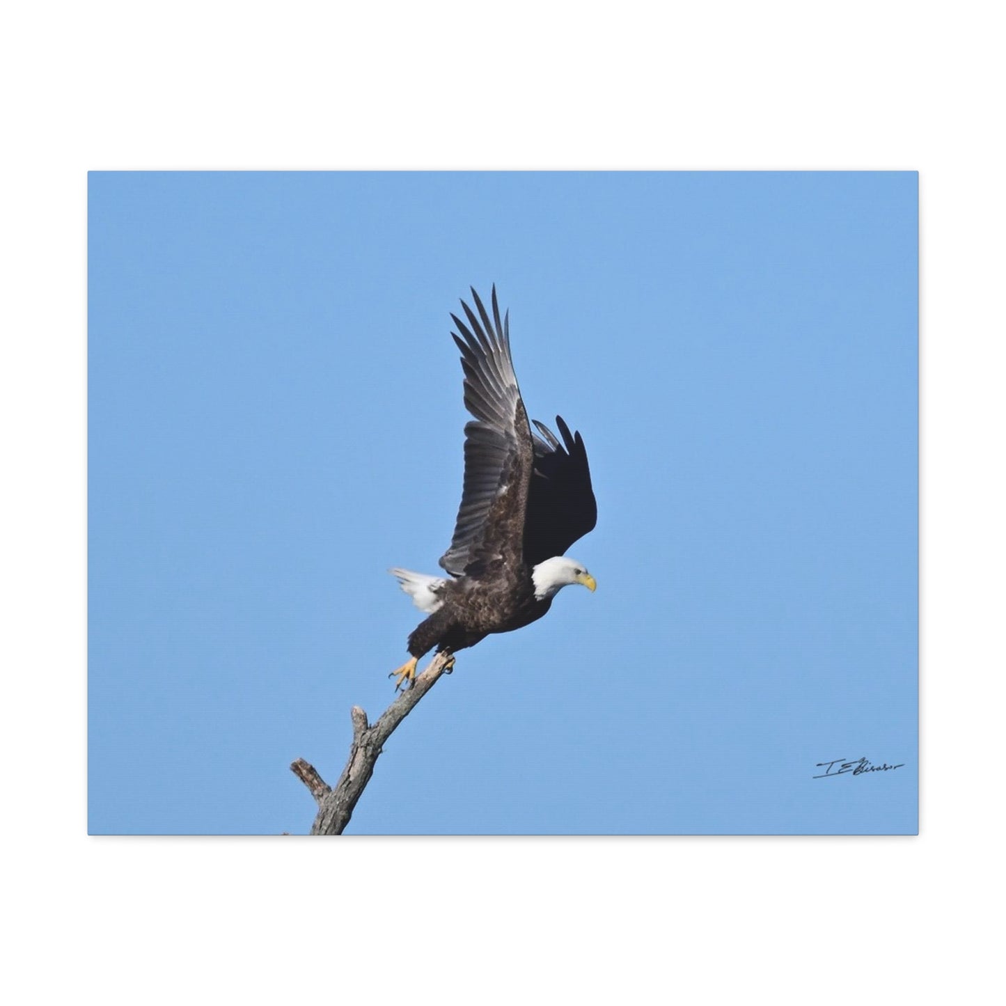 Majestic Bald Eagle Photograph on Canvas