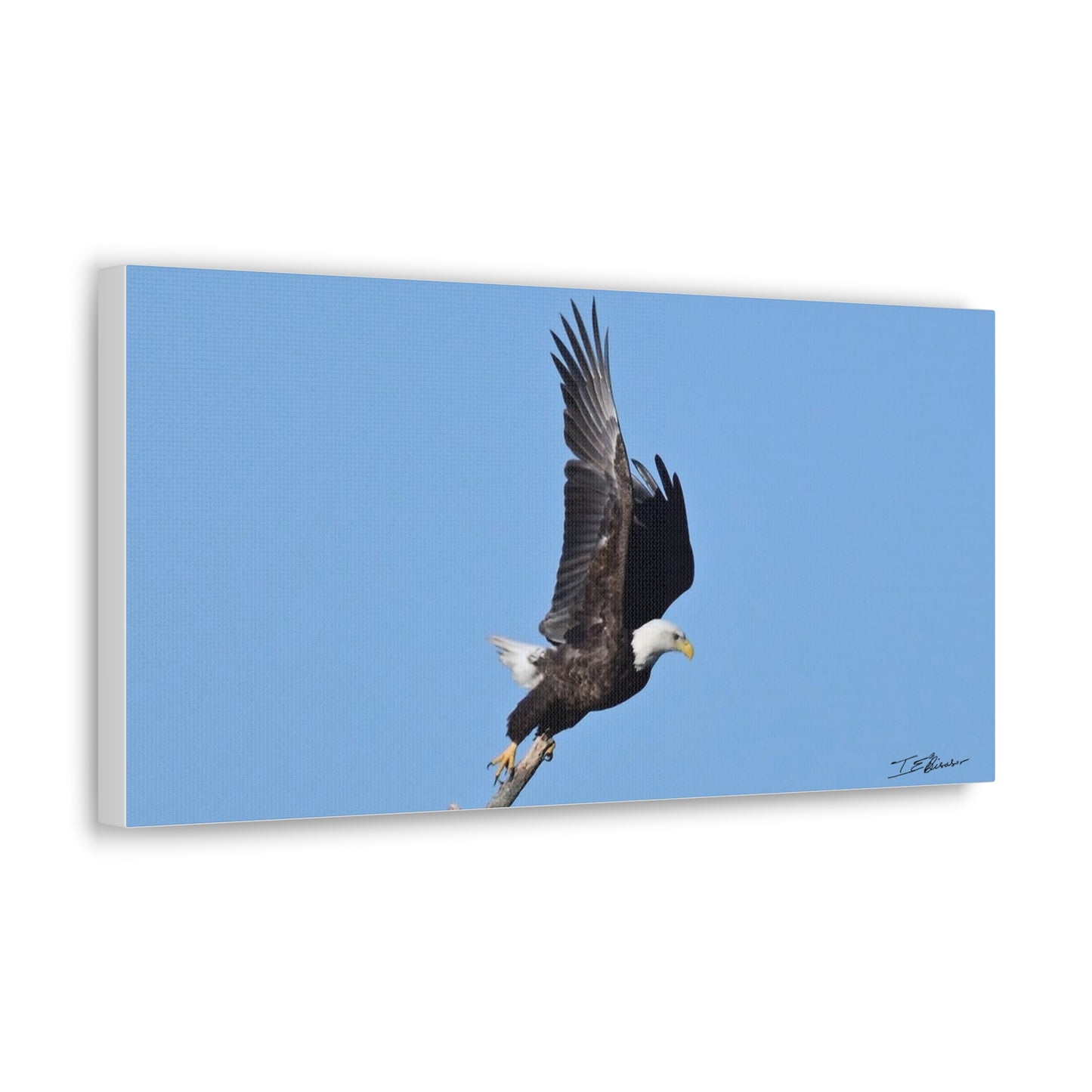 Majestic Bald Eagle Photograph on Canvas