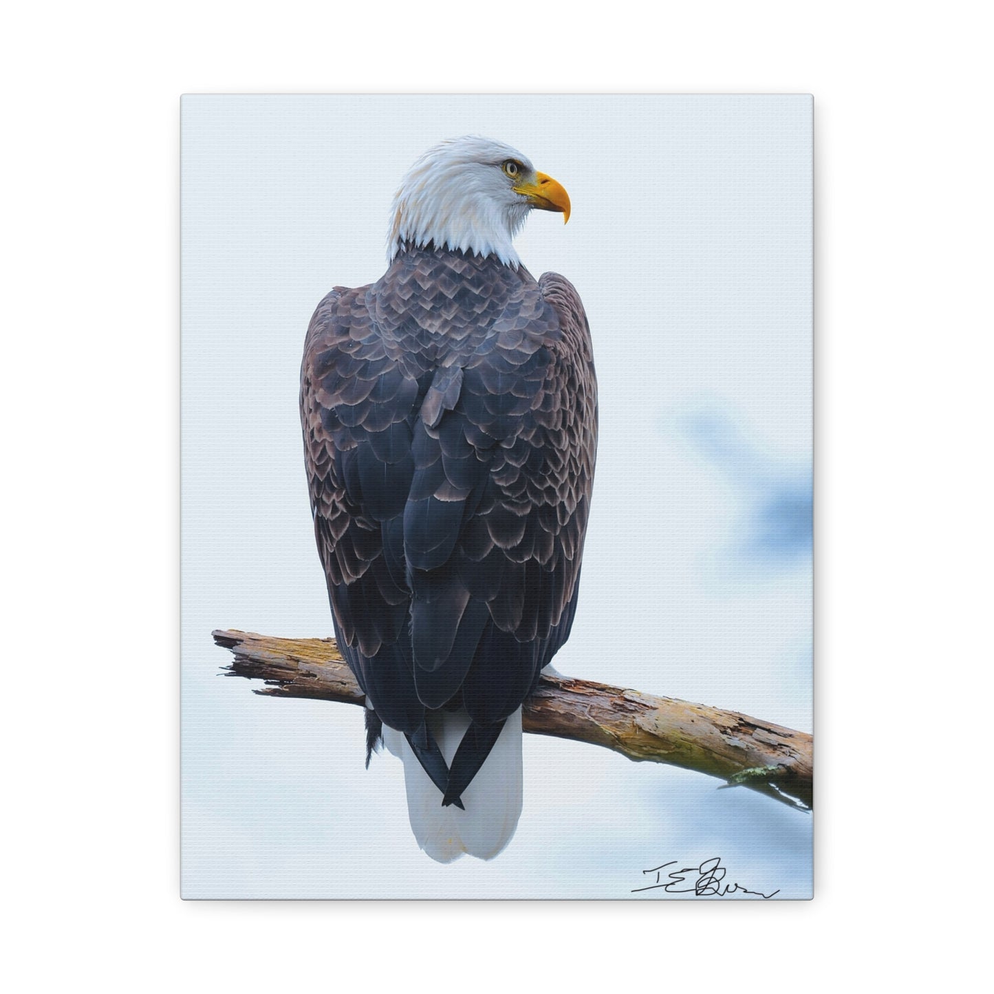 Beautiful Eagle Matte Canvas Wall Art - Nature Decor for Bird and Wildlife Lovers