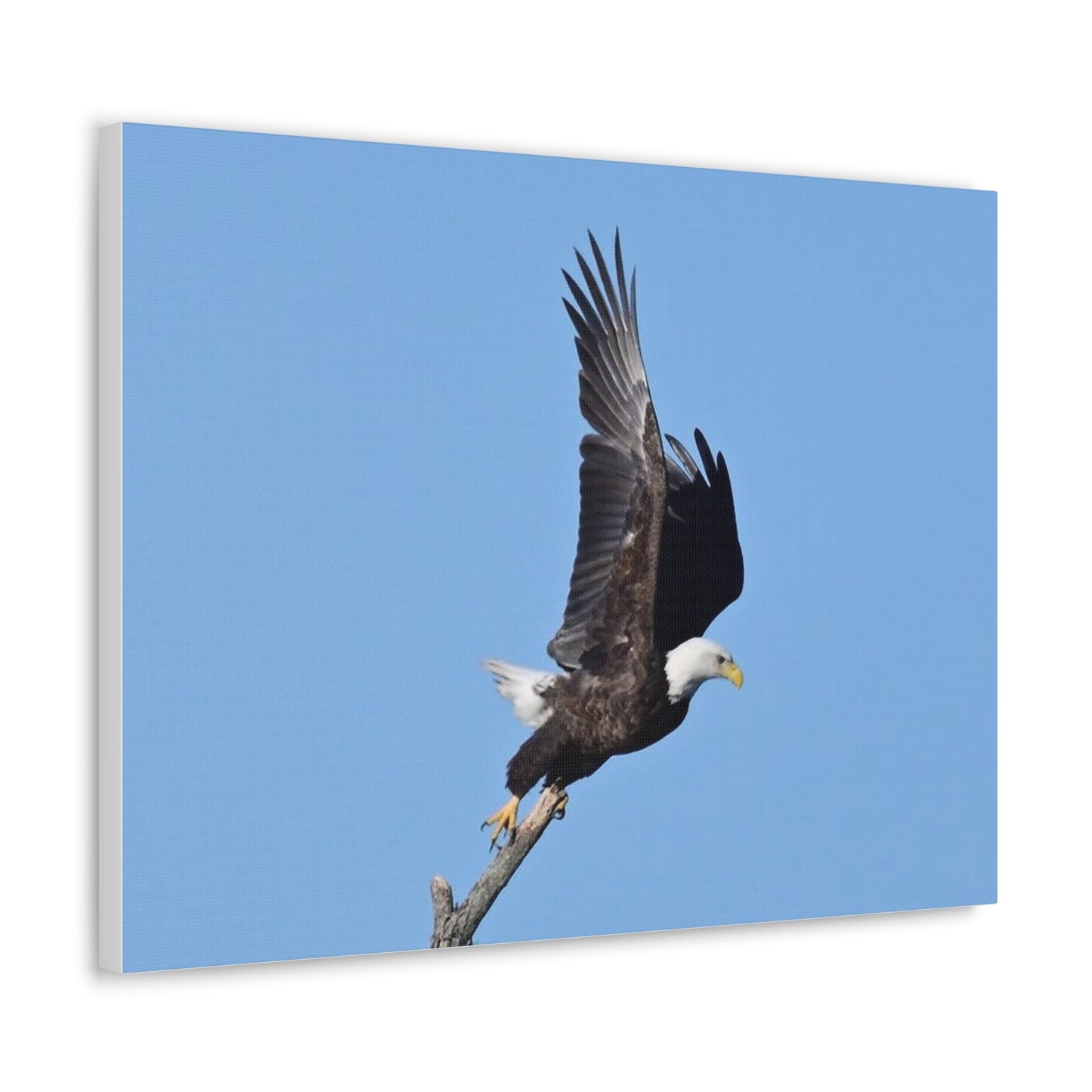 Majestic Bald Eagle Photograph on Canvas