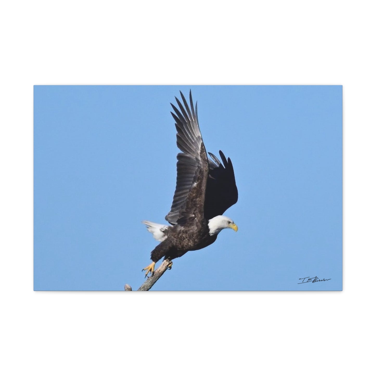 Majestic Bald Eagle Photograph on Canvas