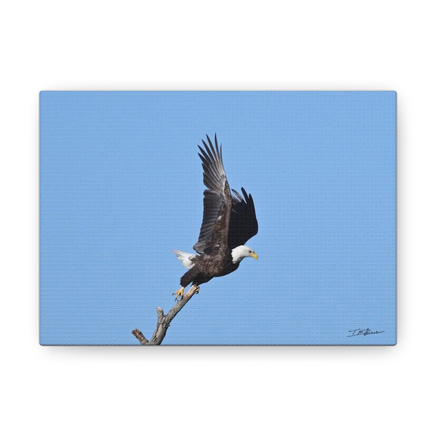 Majestic Bald Eagle Photograph on Canvas