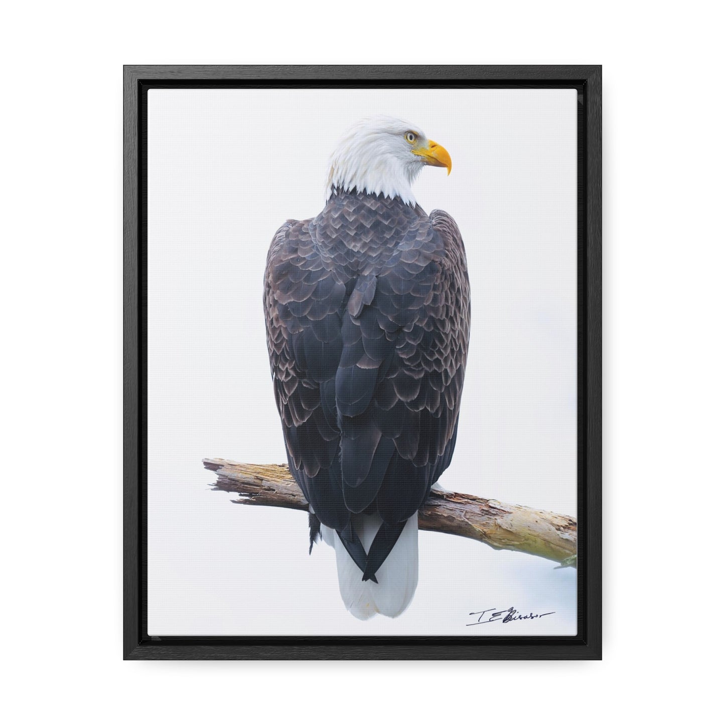 Majestic Bald Eagle Photograph on Canvas