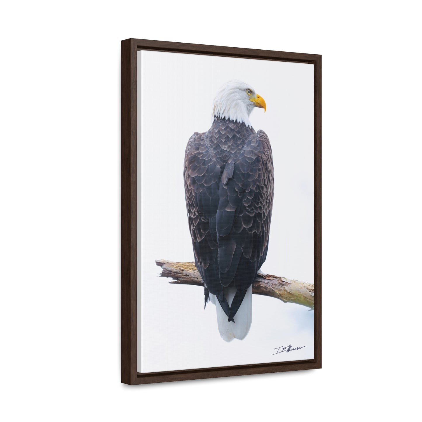 Majestic Bald Eagle Photograph on Canvas