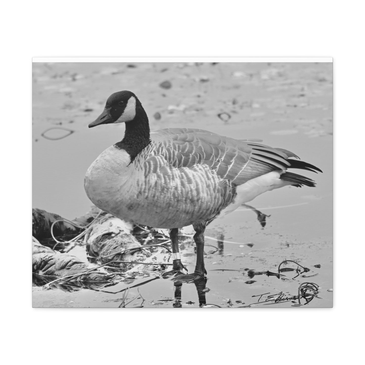 Black and White Photograph of a Banded Goose on Canvas