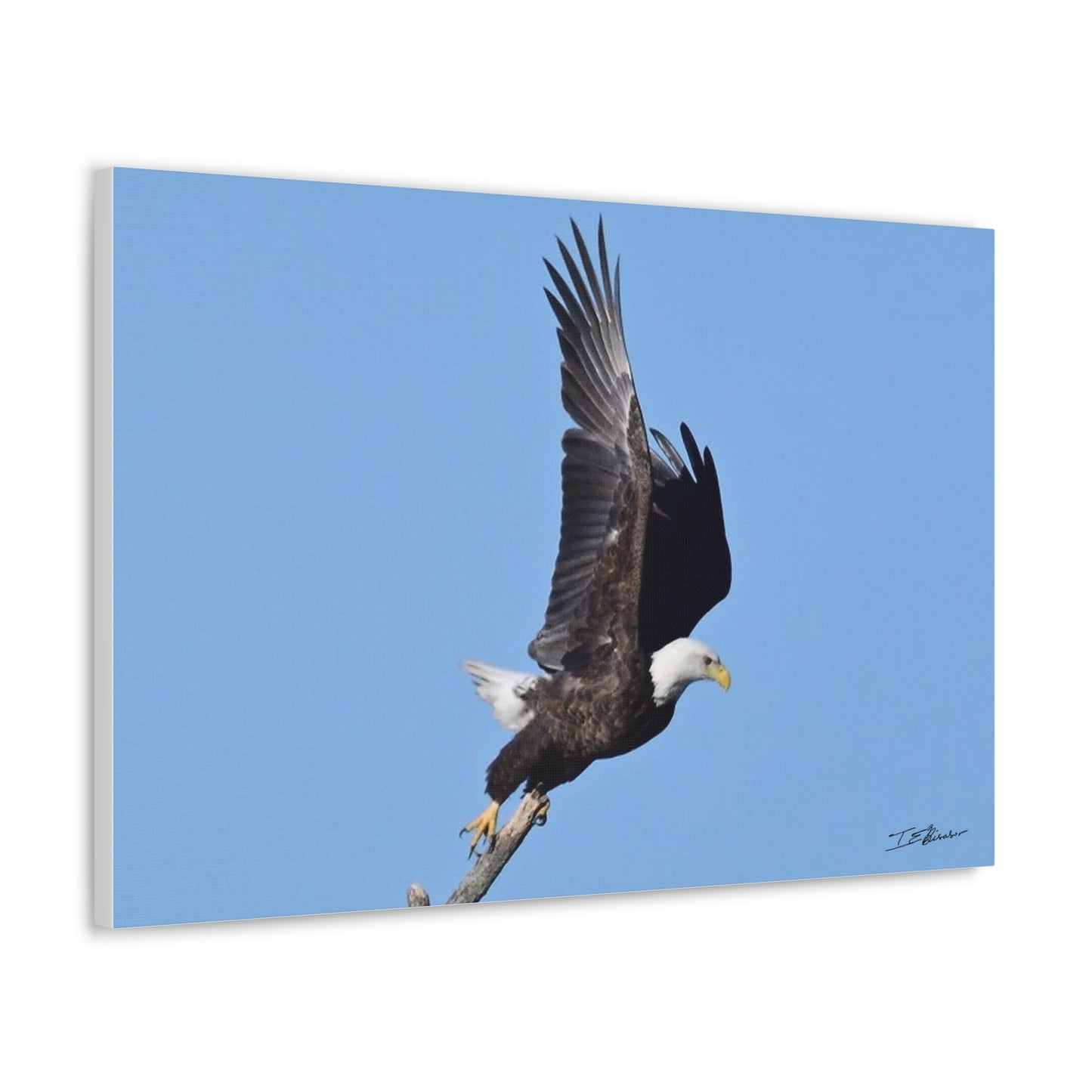 Majestic Bald Eagle Photograph on Canvas