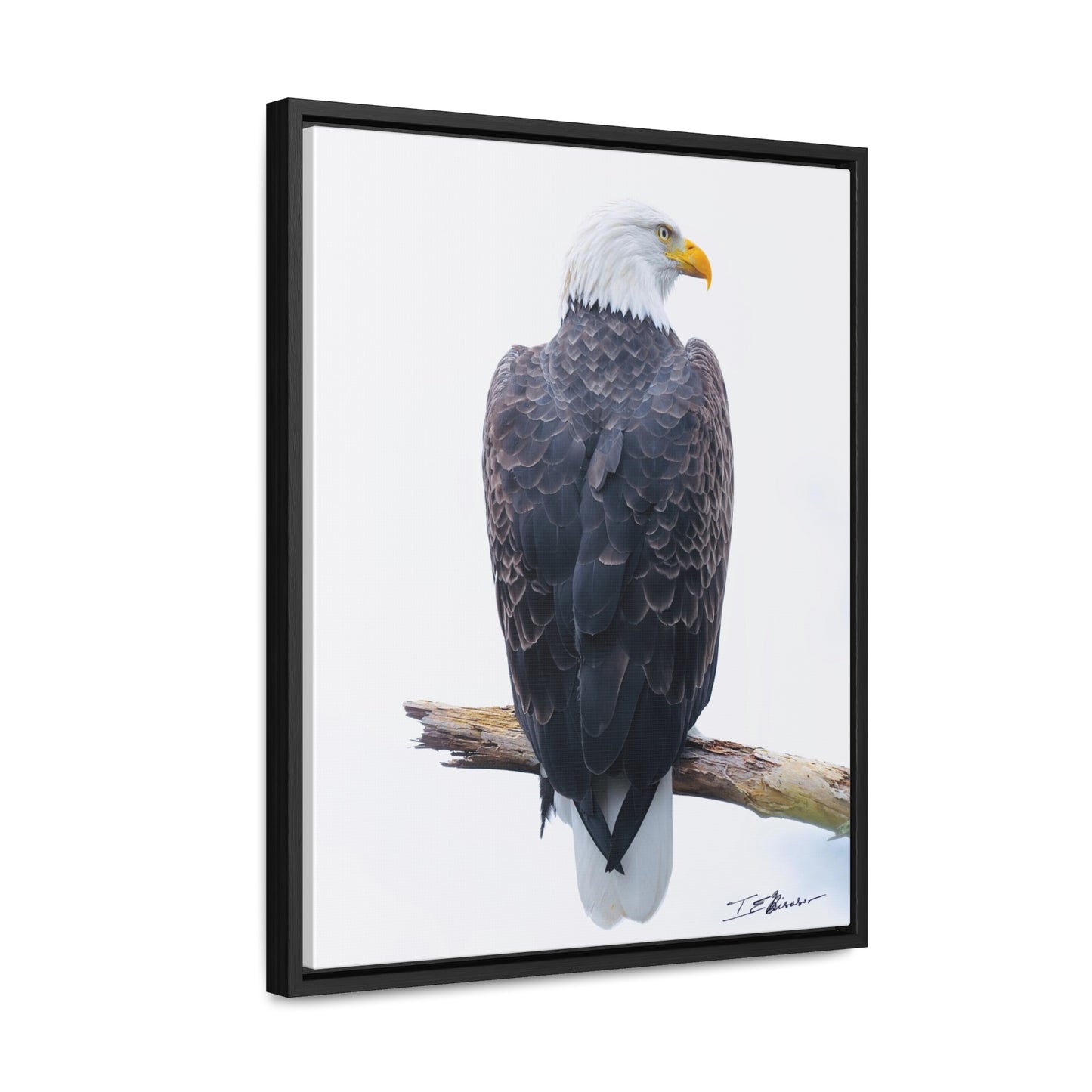 Majestic Bald Eagle Photograph on Canvas