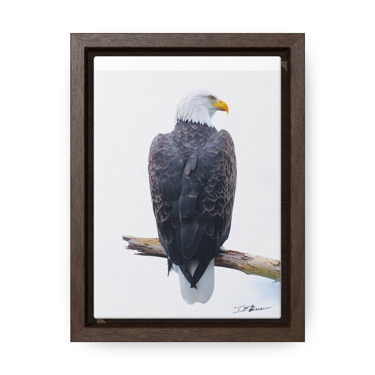 Majestic Bald Eagle Photograph on Canvas