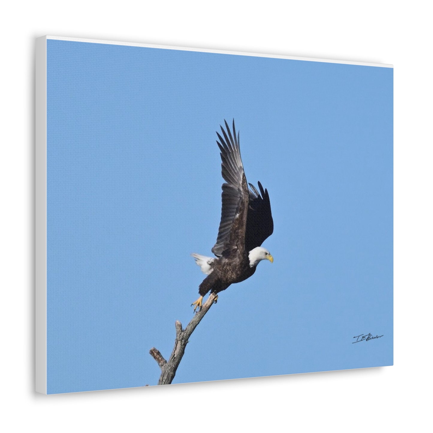 Majestic Bald Eagle Photograph on Canvas