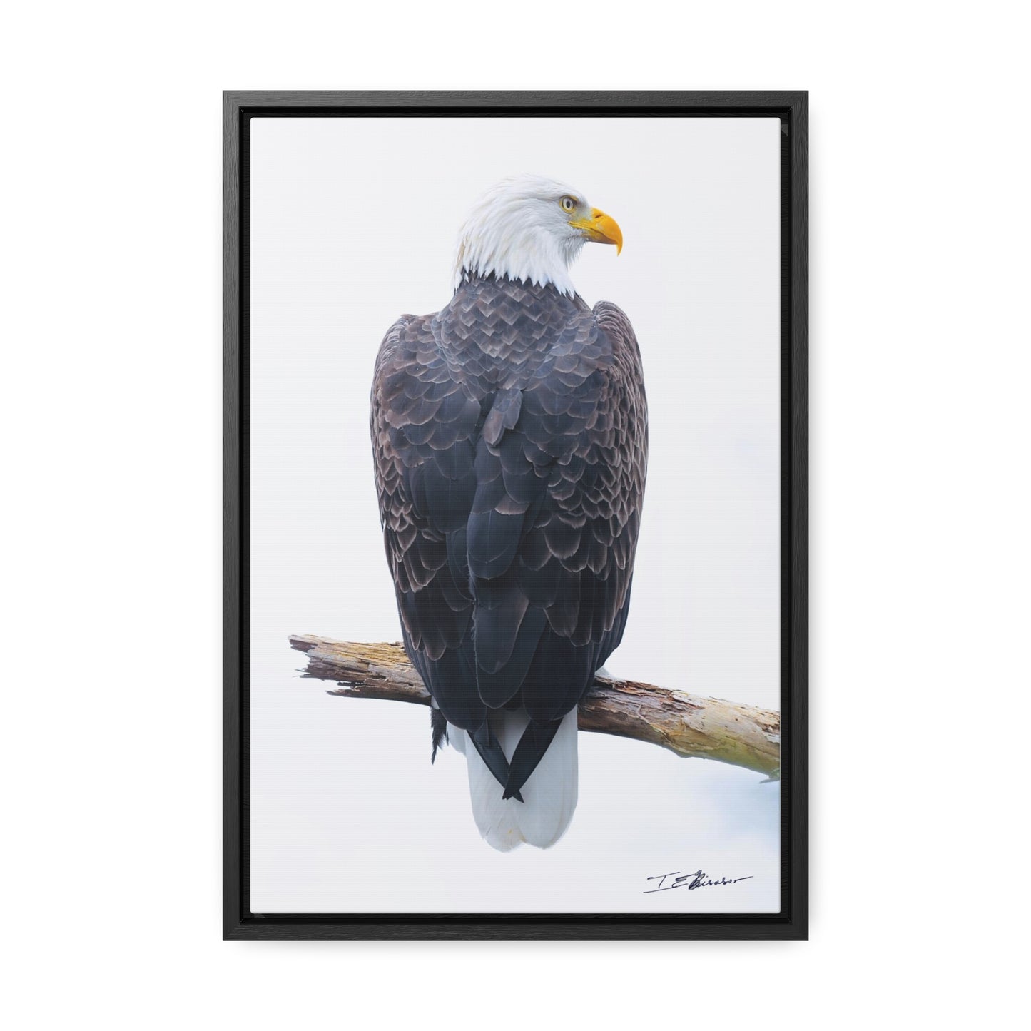 Majestic Bald Eagle Photograph on Canvas