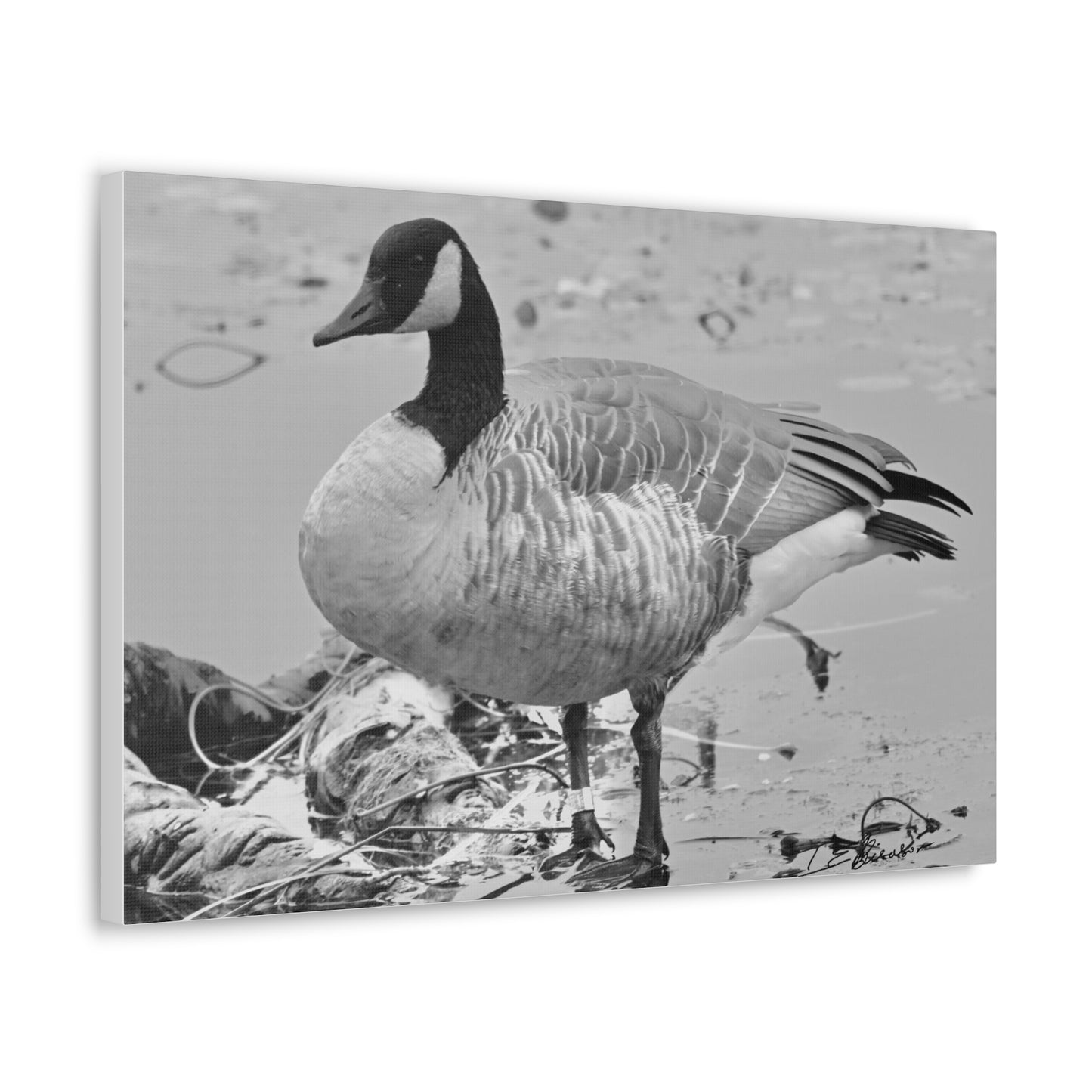 Black and White Photograph of a Banded Goose on Canvas