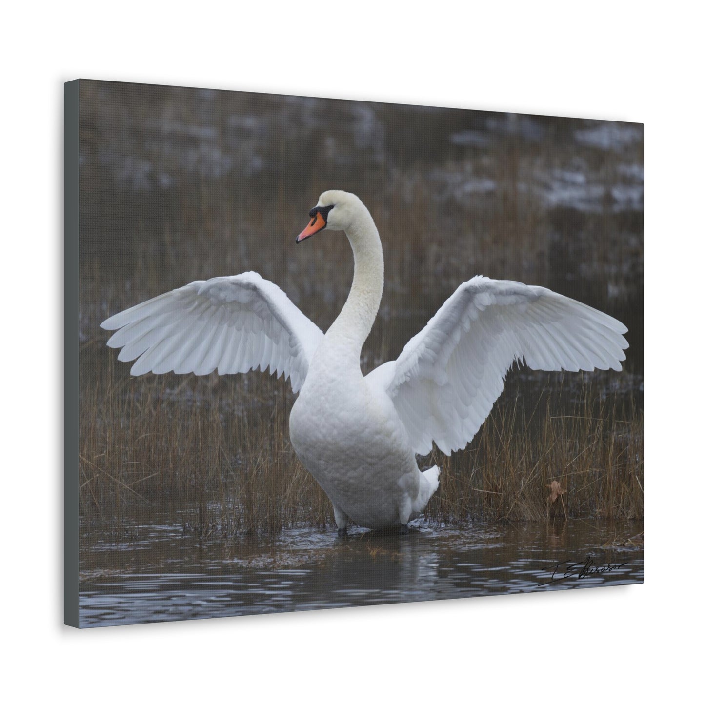 Amazing Swan Photograph on Canvas