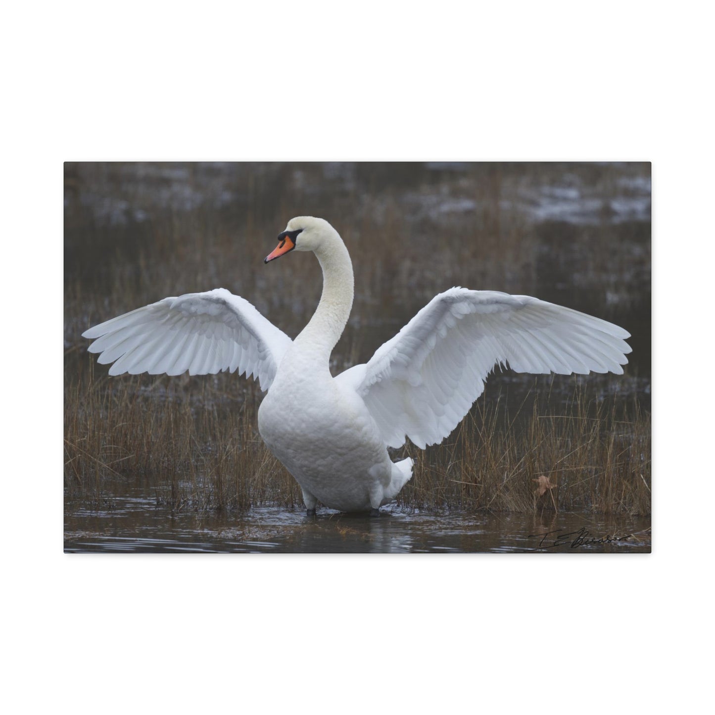 Amazing Swan Photograph on Canvas