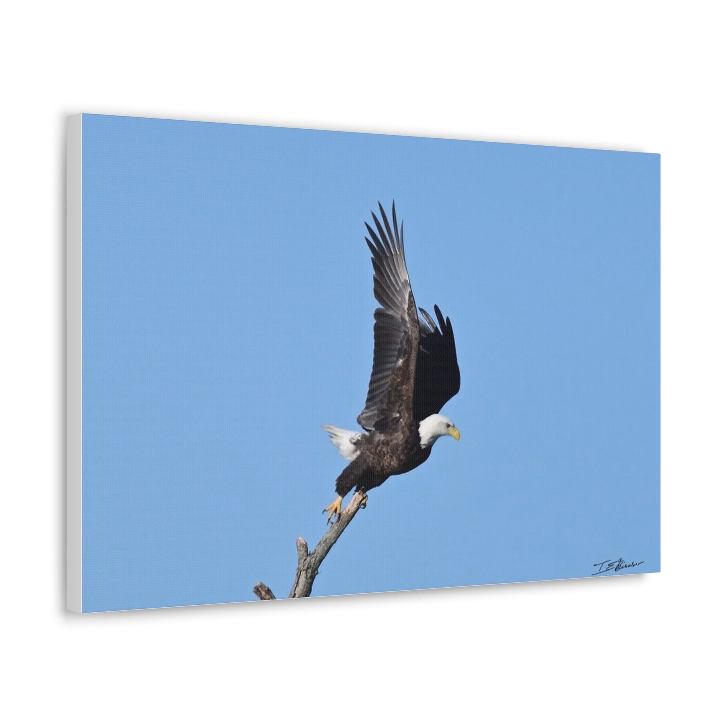 Majestic Bald Eagle Photograph on Canvas