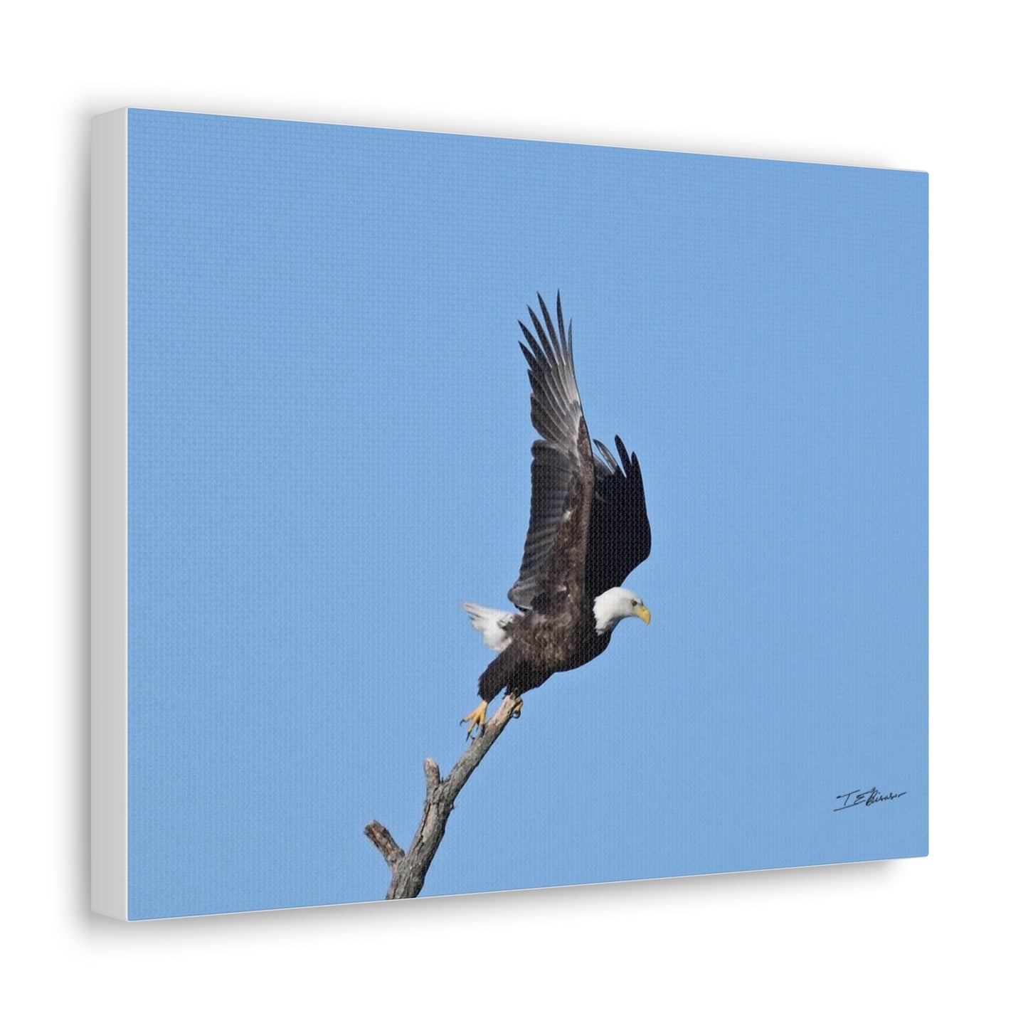Majestic Bald Eagle Photograph on Canvas