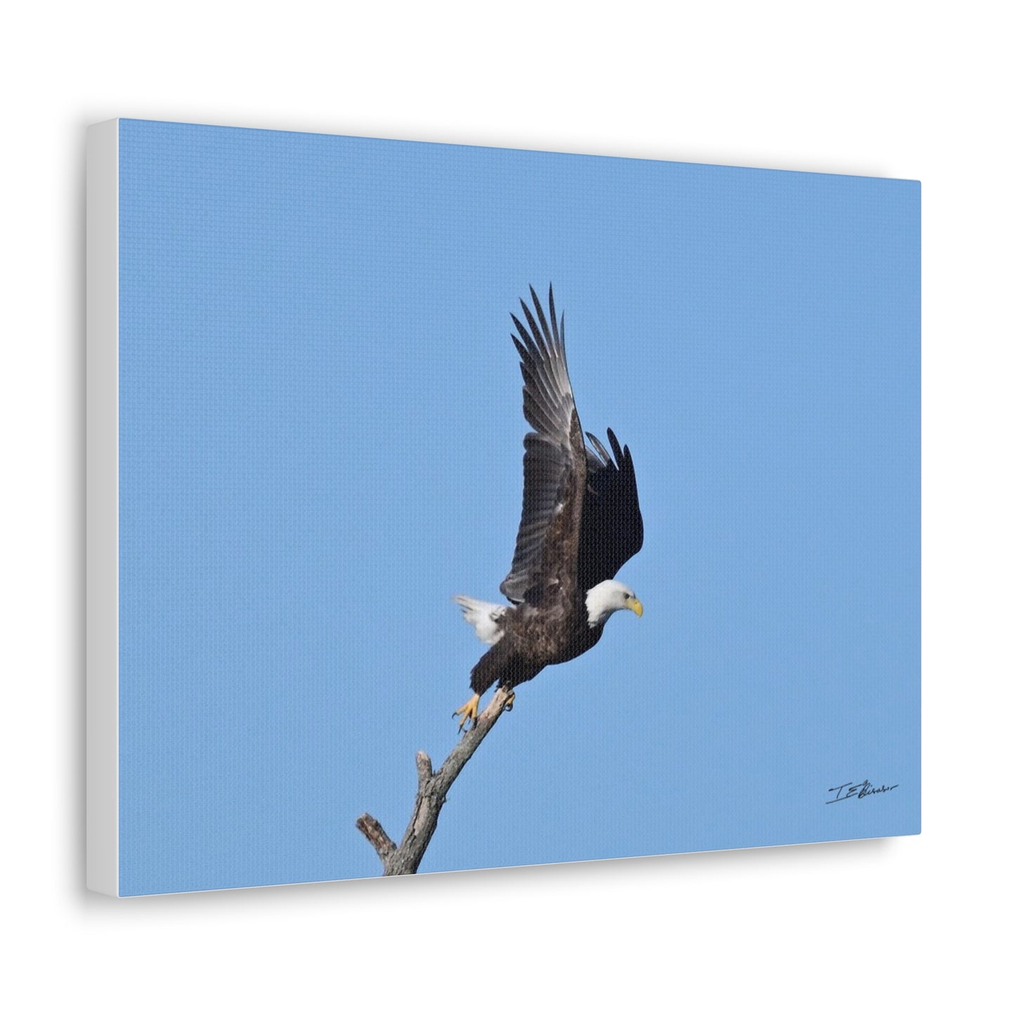 Majestic Bald Eagle Photograph on Canvas
