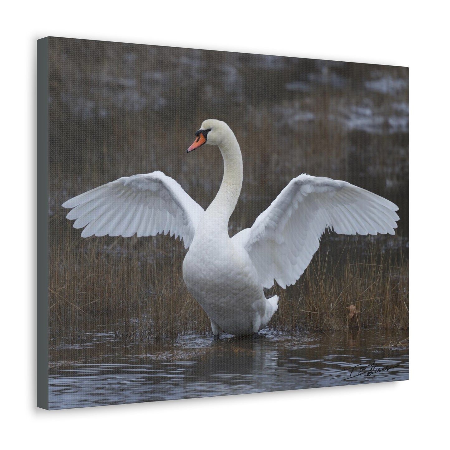 Amazing Swan Photograph on Canvas