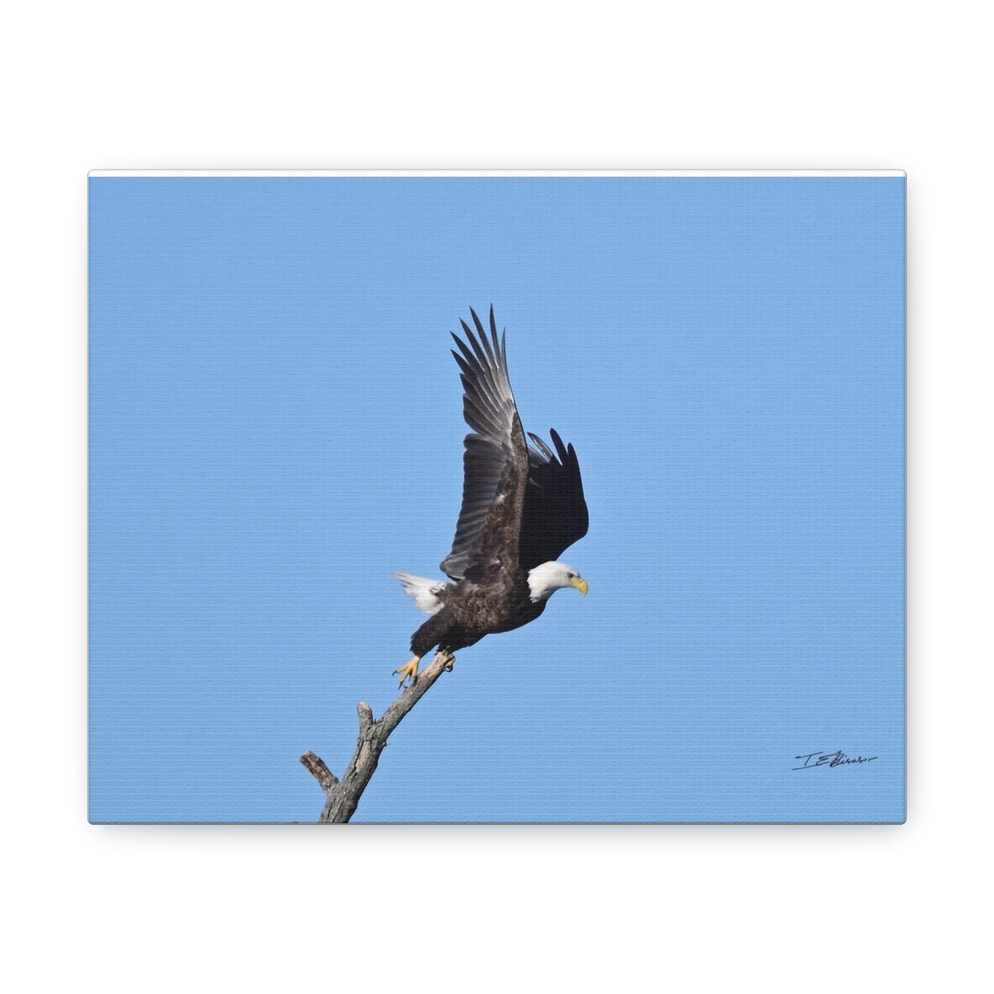 Majestic Bald Eagle Photograph on Canvas