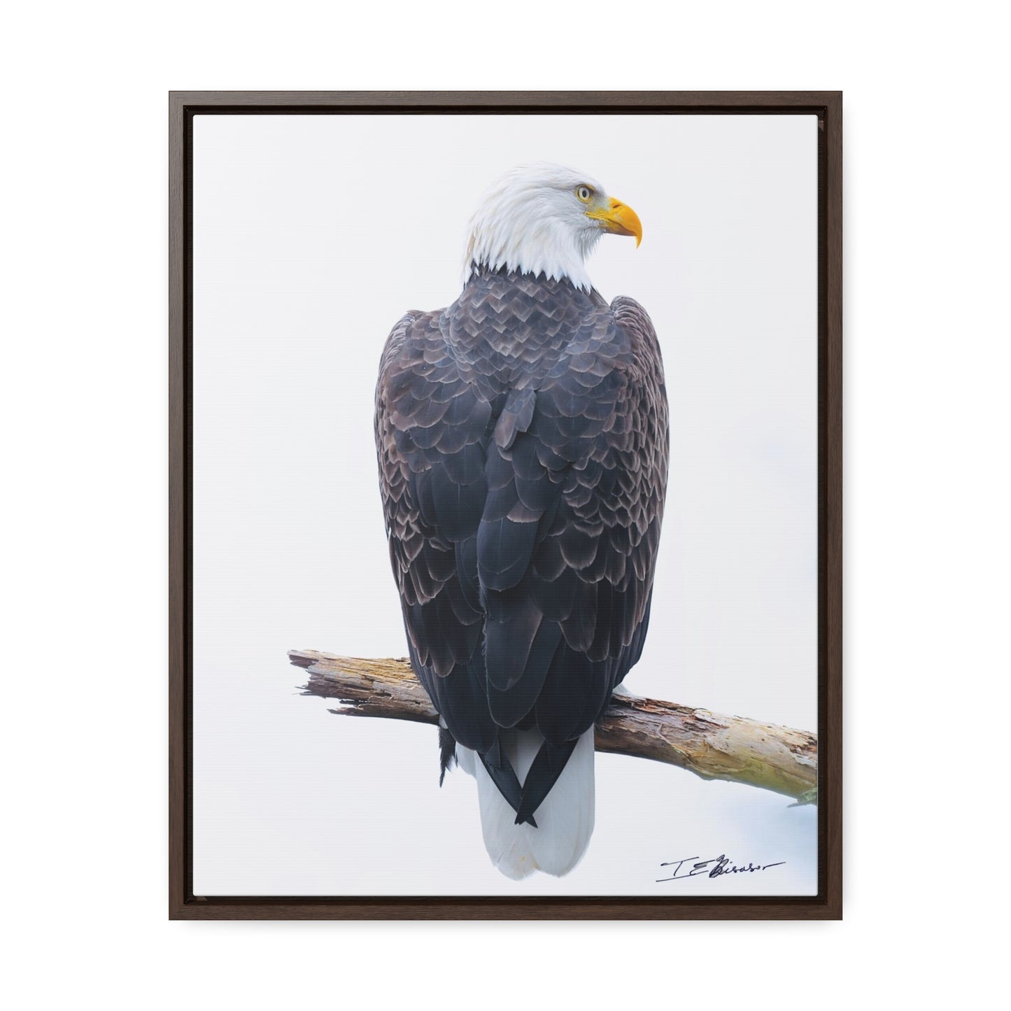 Majestic Bald Eagle Photograph on Canvas