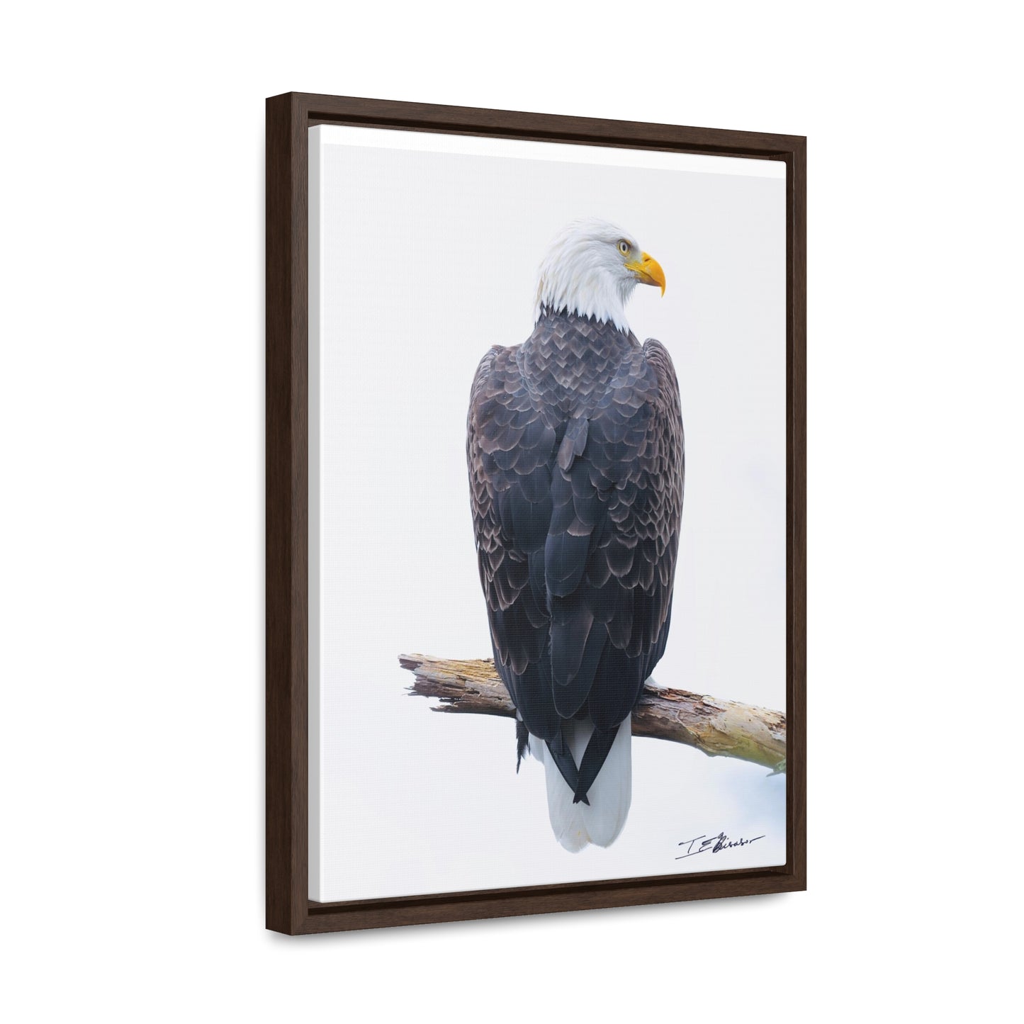 Majestic Bald Eagle Photograph on Canvas