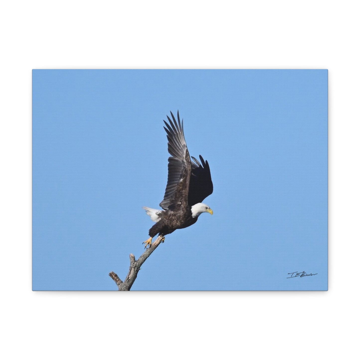 Majestic Bald Eagle Photograph on Canvas