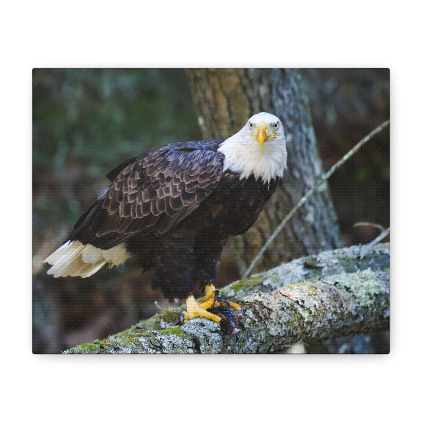 Bald Eagle Canvas Wall Art - Nature Decor for Wildlife Lovers